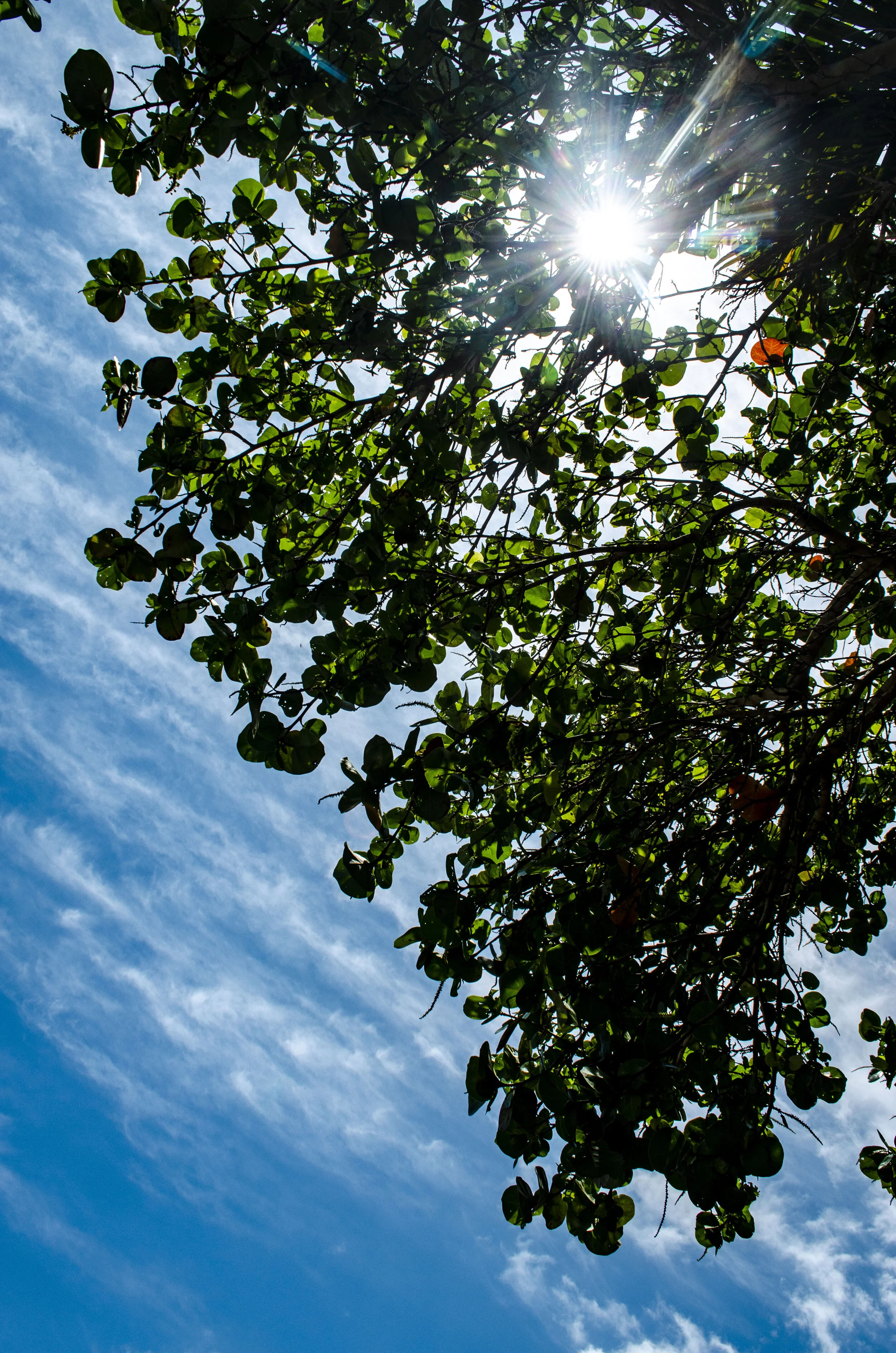 Tree Canopy SunlightDSC_0669.JPG