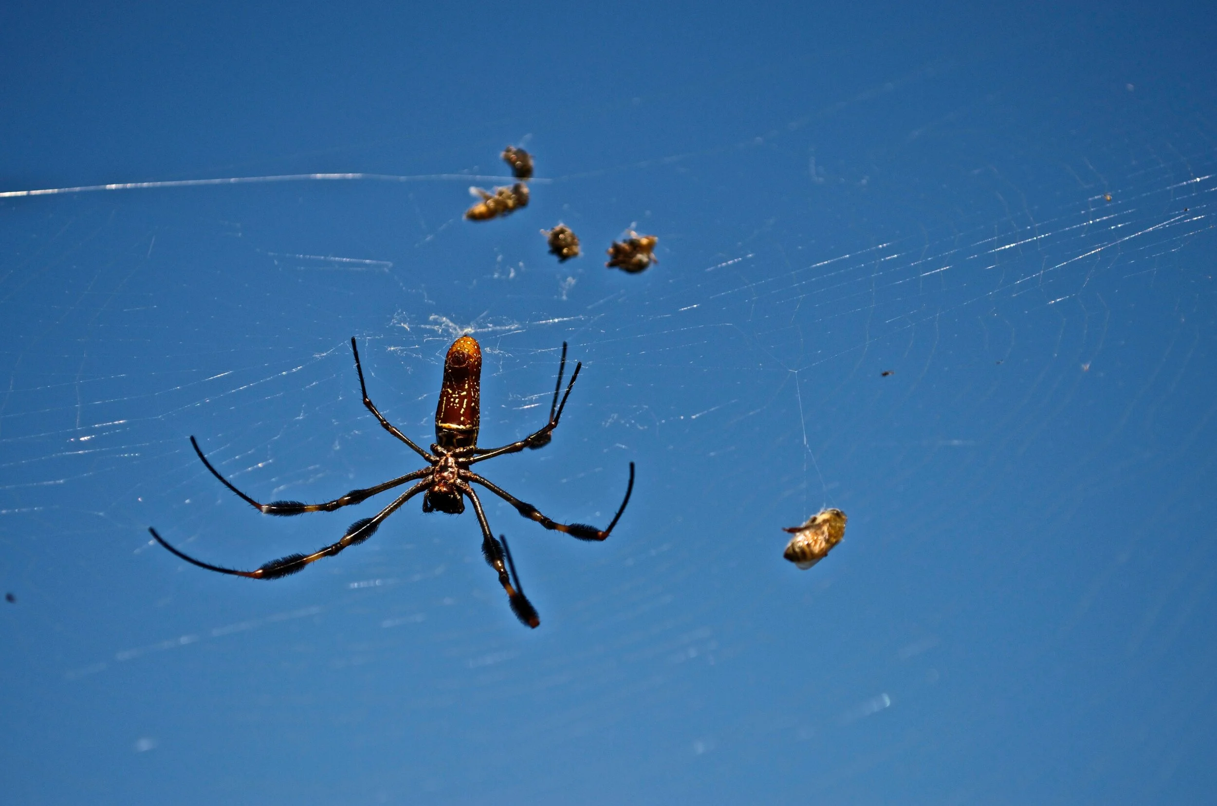 DSC_0099.jpg