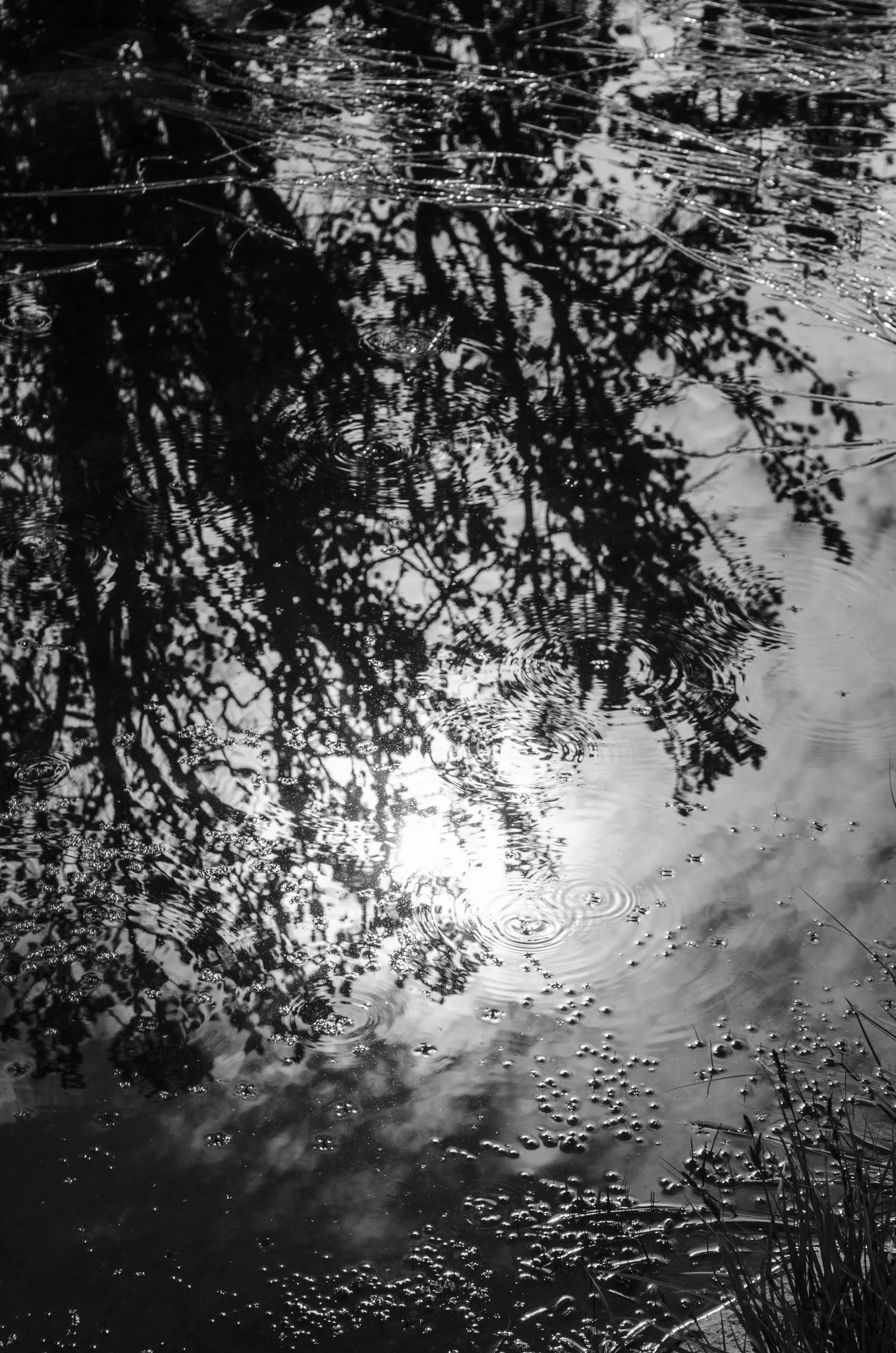 Sun Reflection on Gelatinous Pond Bubbles .jpg