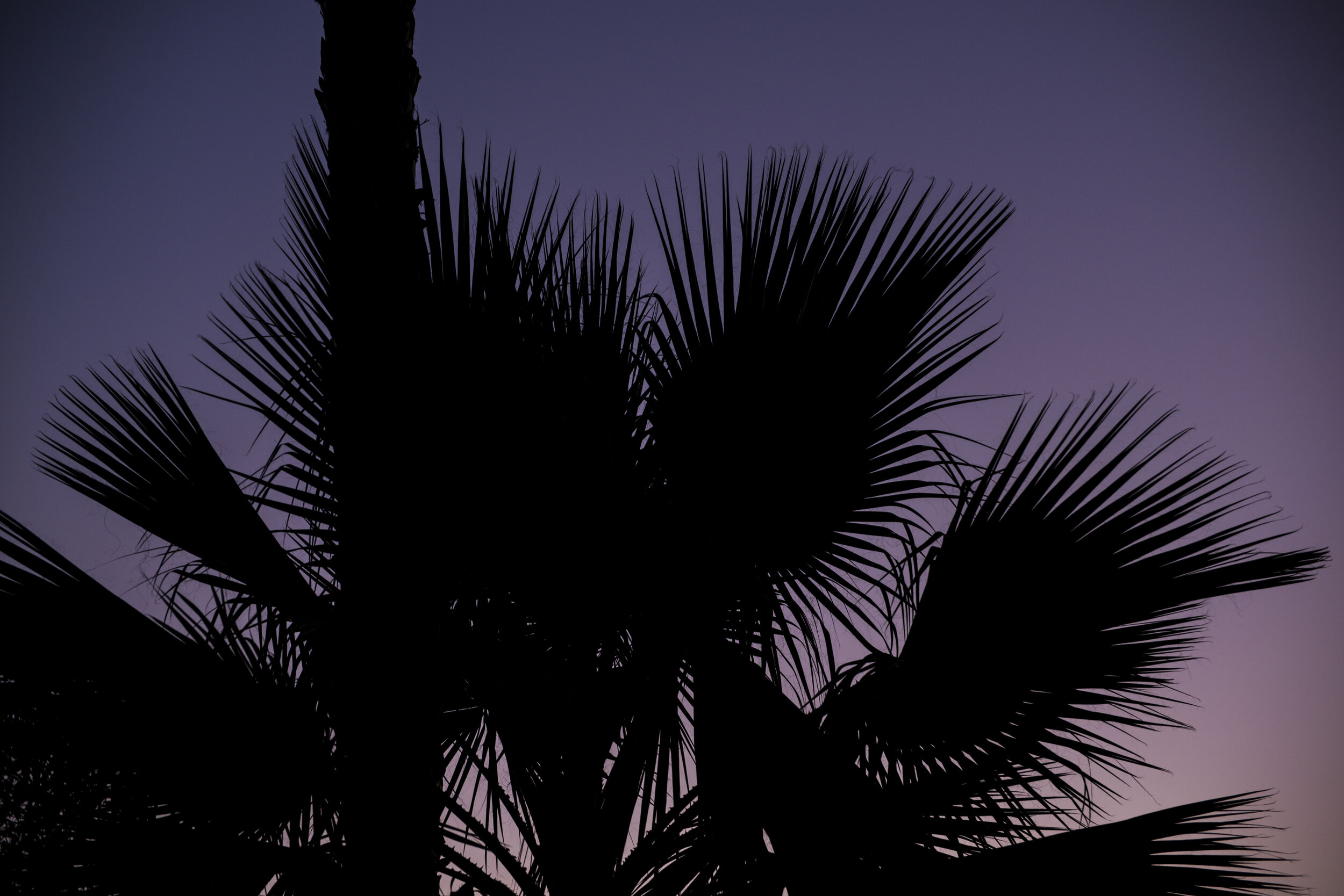 Palm Glow_DSC5588.JPG