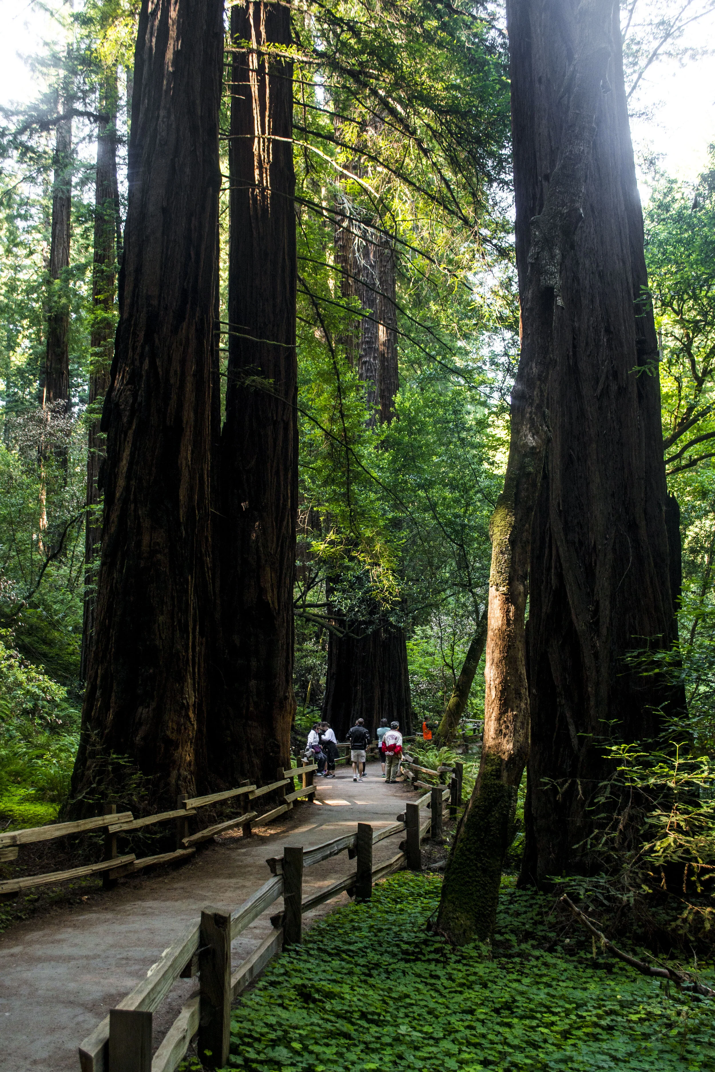 Muir Woods National Monument_DSC1377.JPG