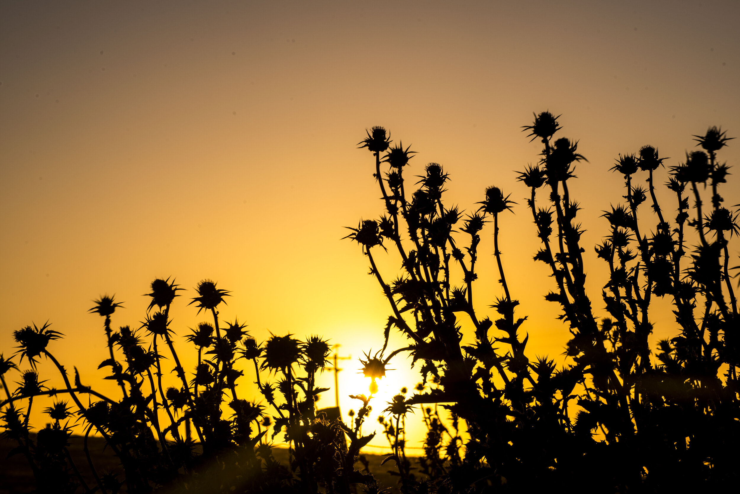 Point Reyes National Seashore Dried Thistle Silhouettes_DSC1667.JPG