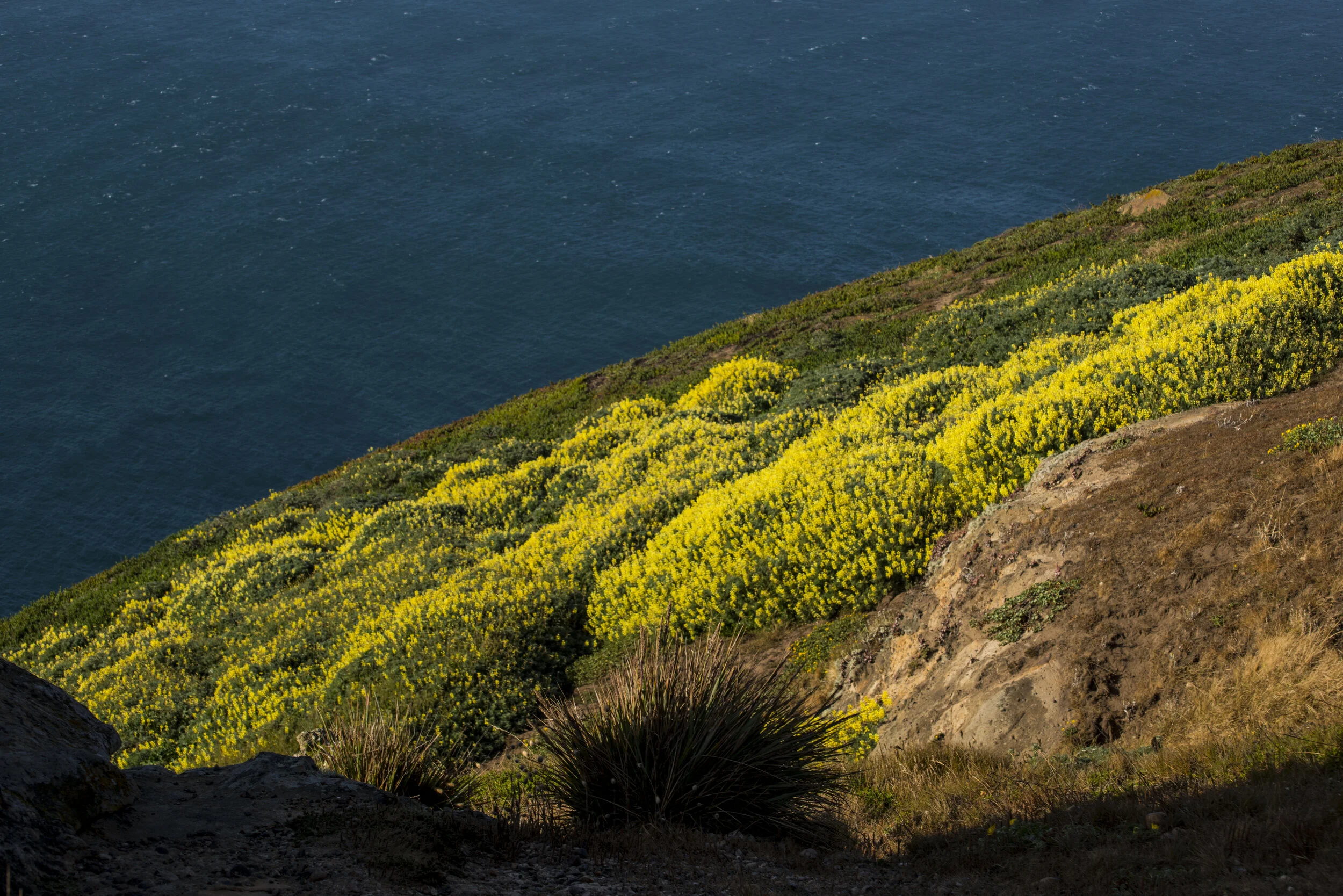 Point Reyes National Seashore Hillside Wildflowers_DSC1468.JPG