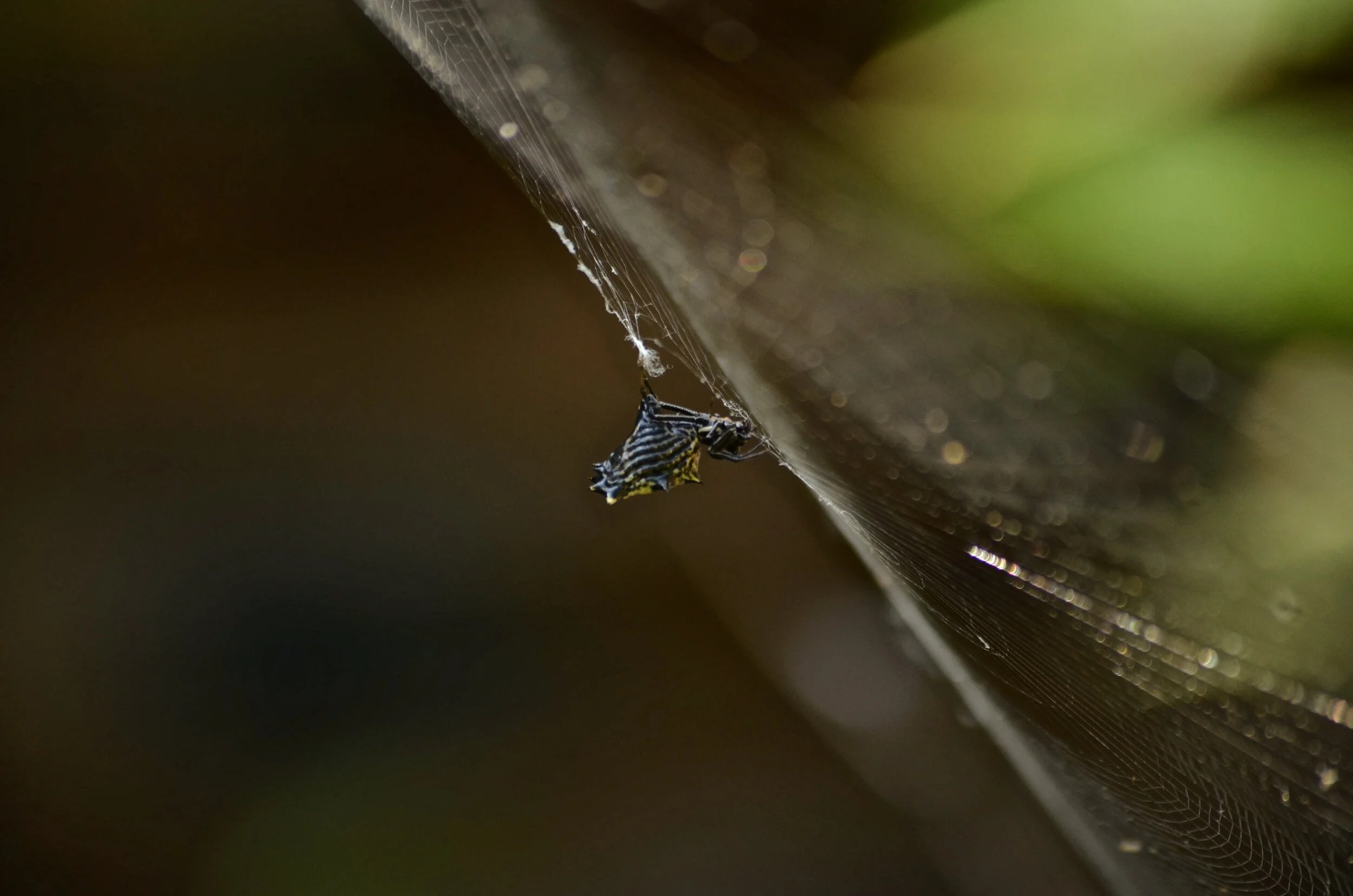 Spider & Web