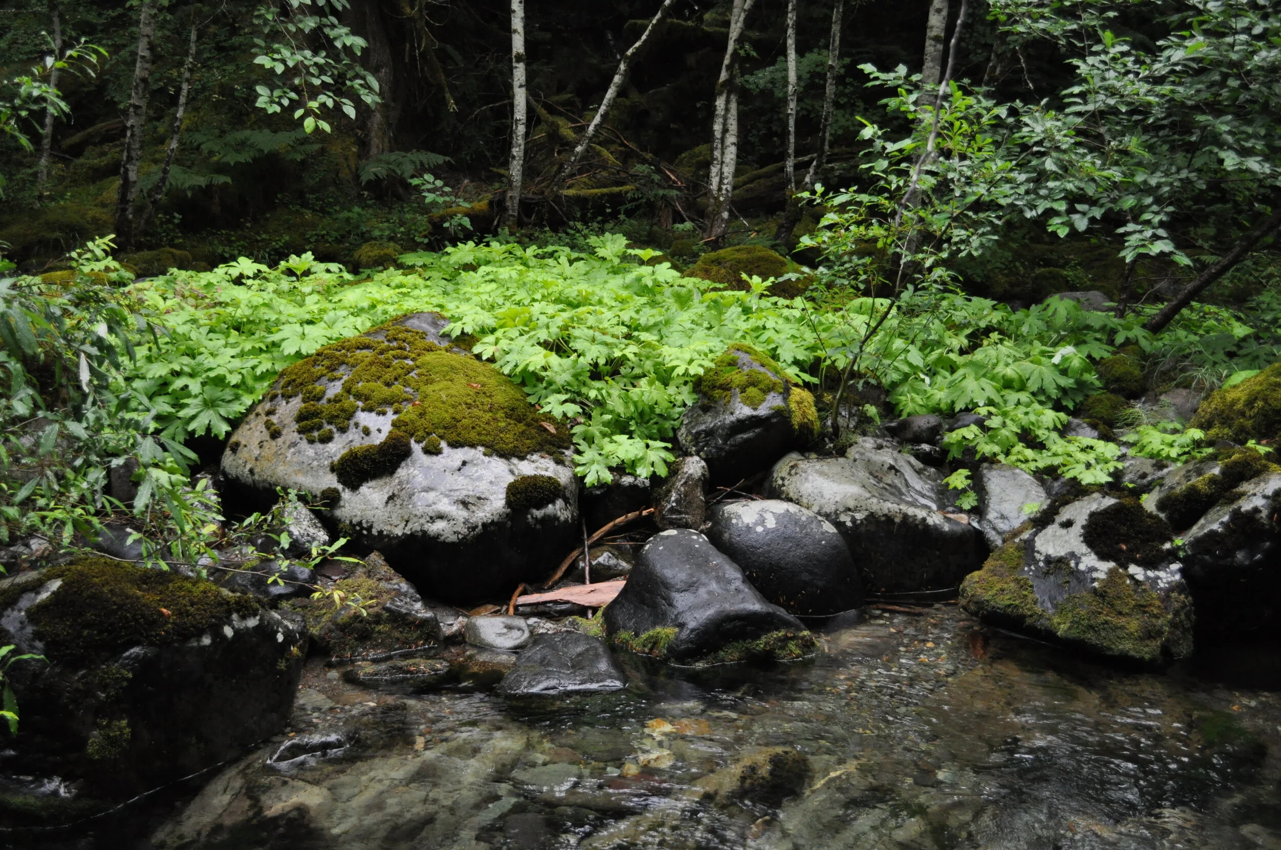 DSC_0977 (2).JPG