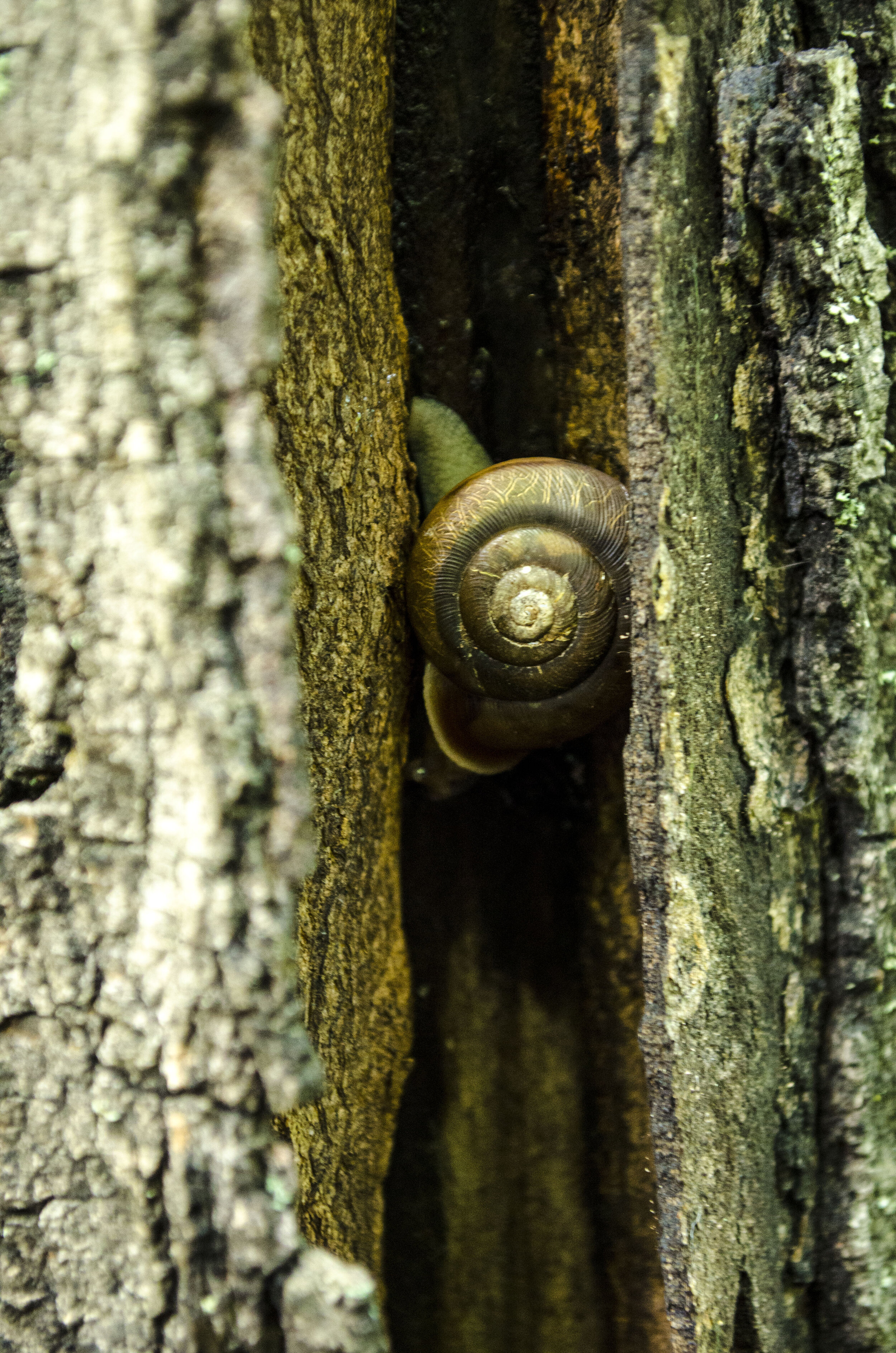 Kooser Snail in Tree .jpg