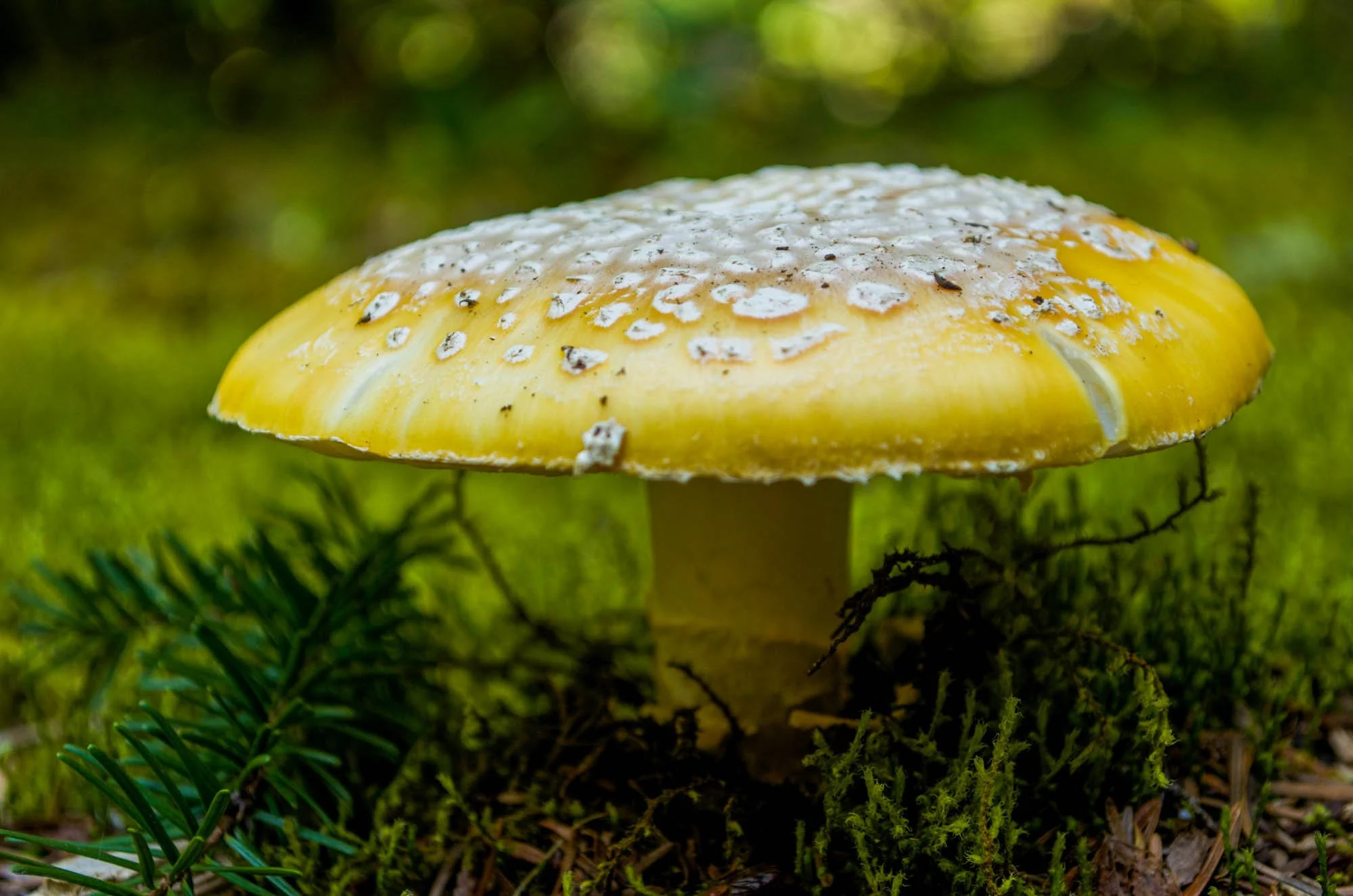 Opal-Creek-2015-6.JPG