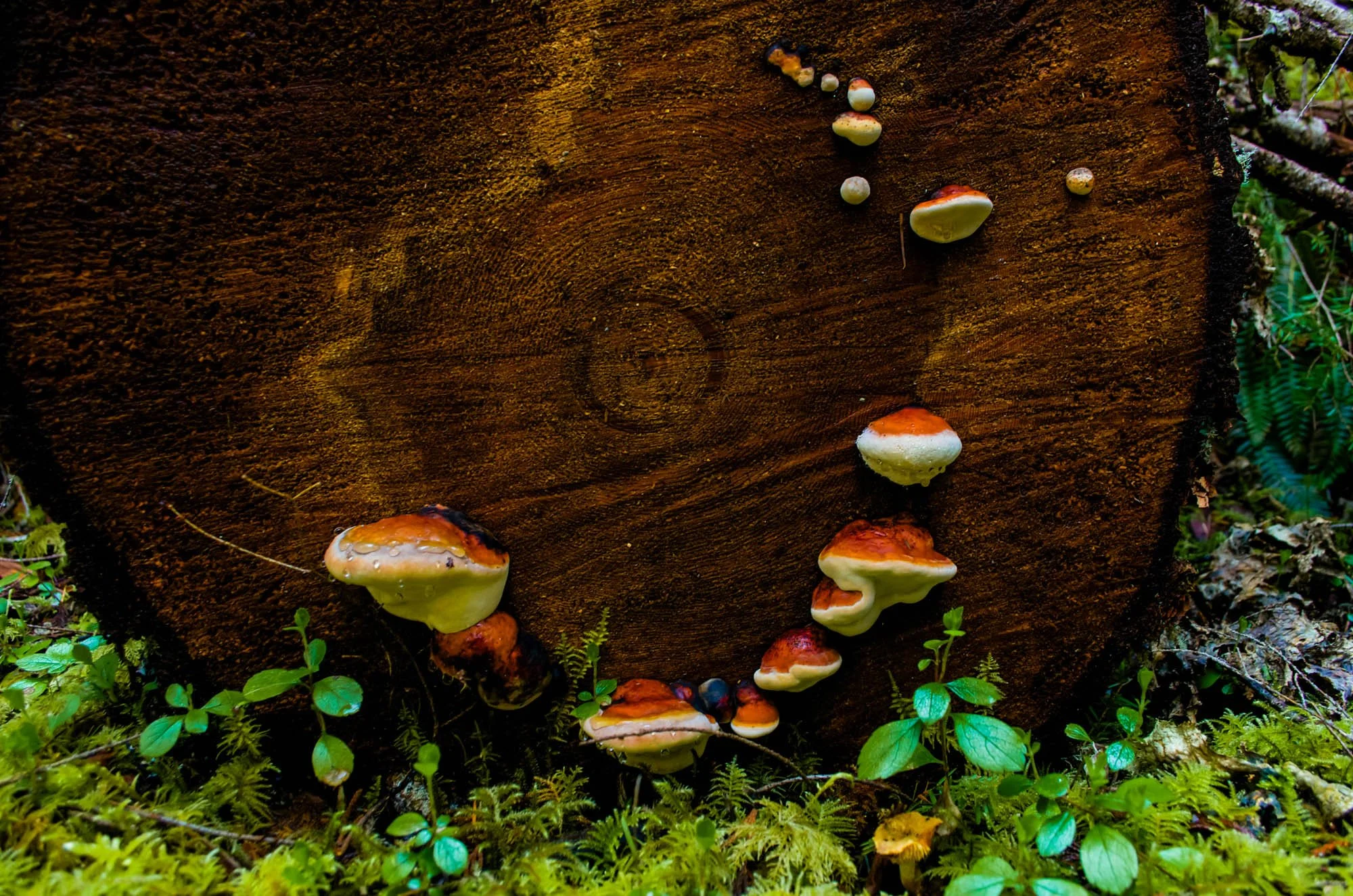 Opal-Creek-2015-8.JPG