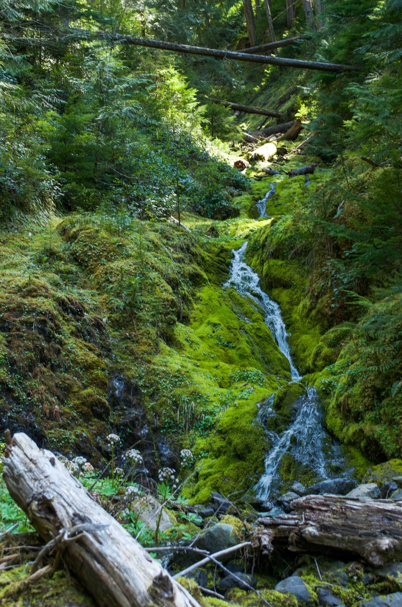 Opal-Creek-2015-9.JPG