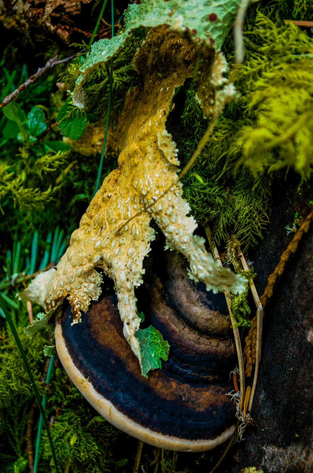 Opal-Creek-2015-17.JPG