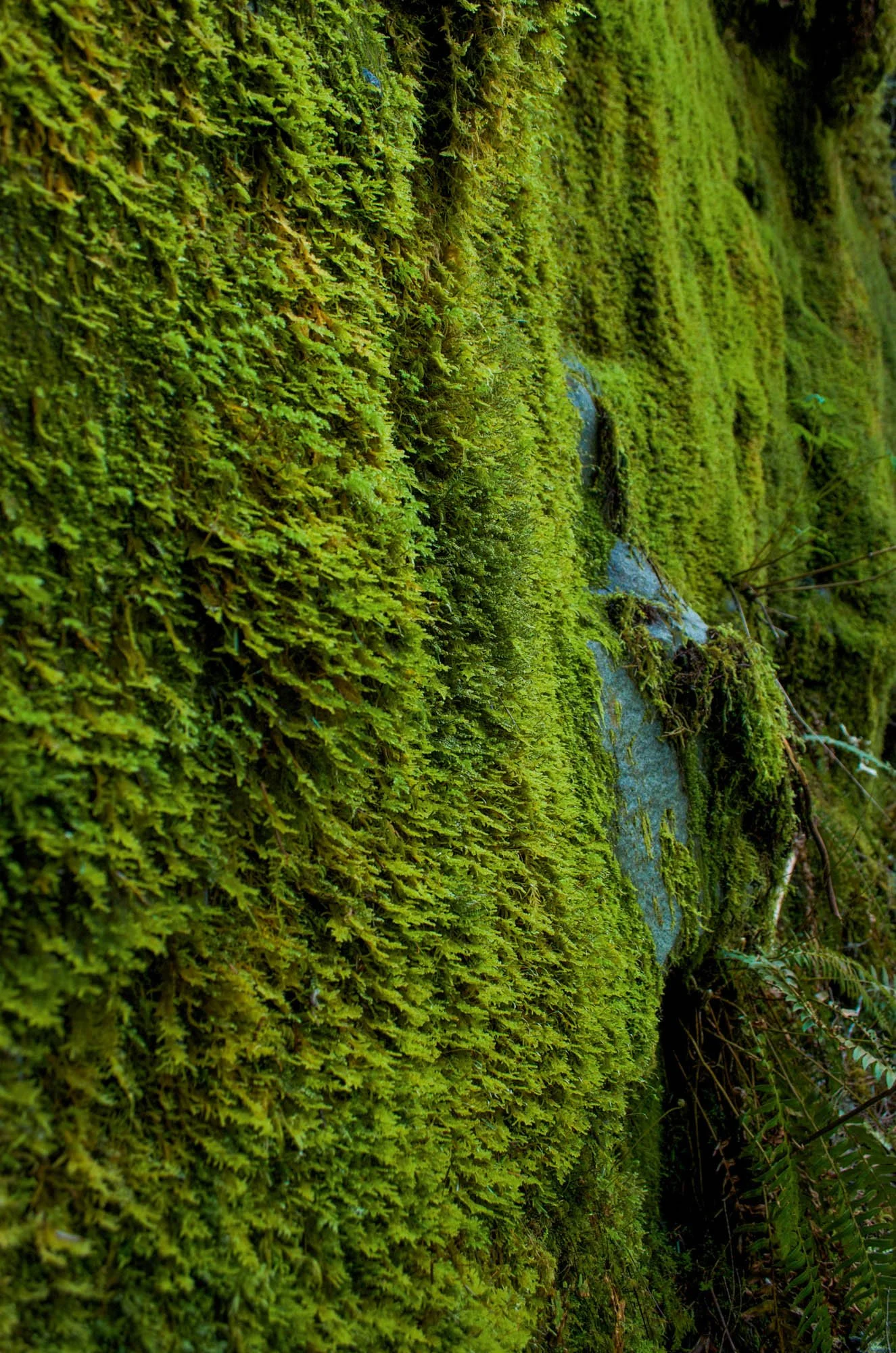 Opal-Creek-2015-20.JPG