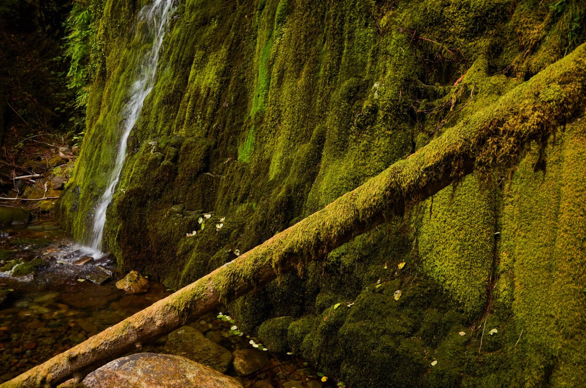 Opal-Creek-2013-16.JPG