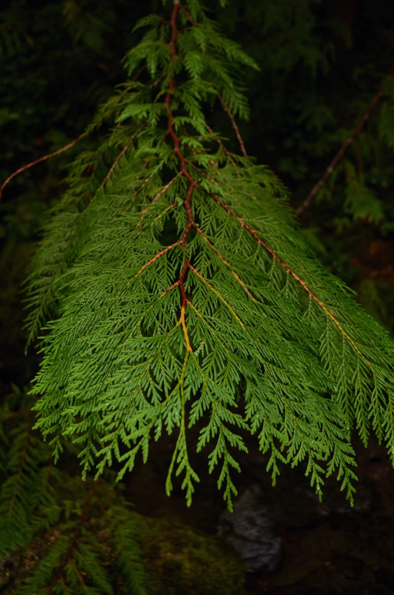 Opal-Creek-2013-49.JPG