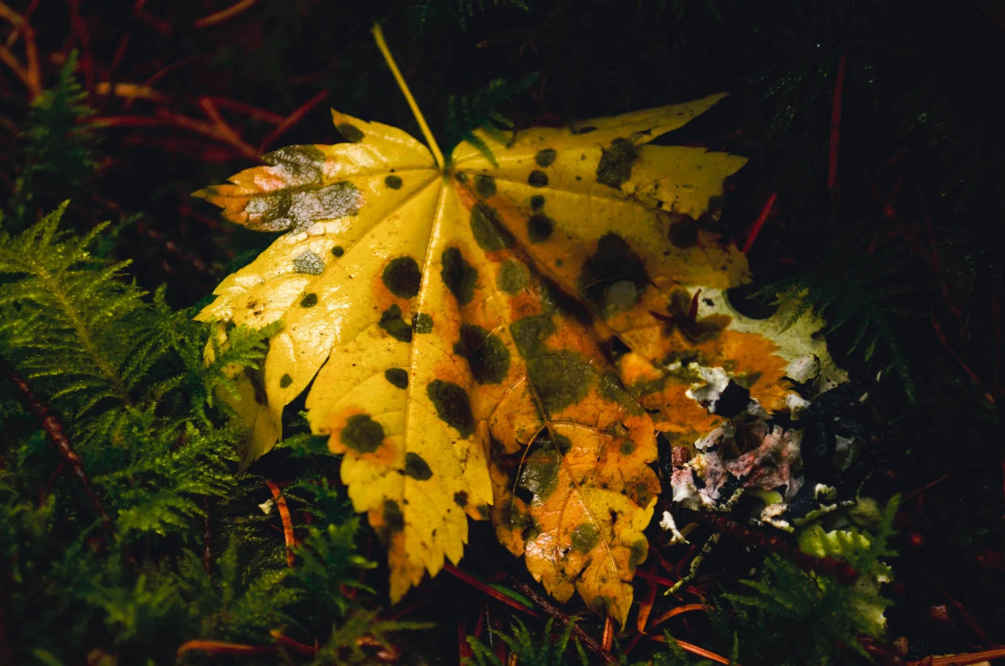 Opal-Creek-2013-90.JPG