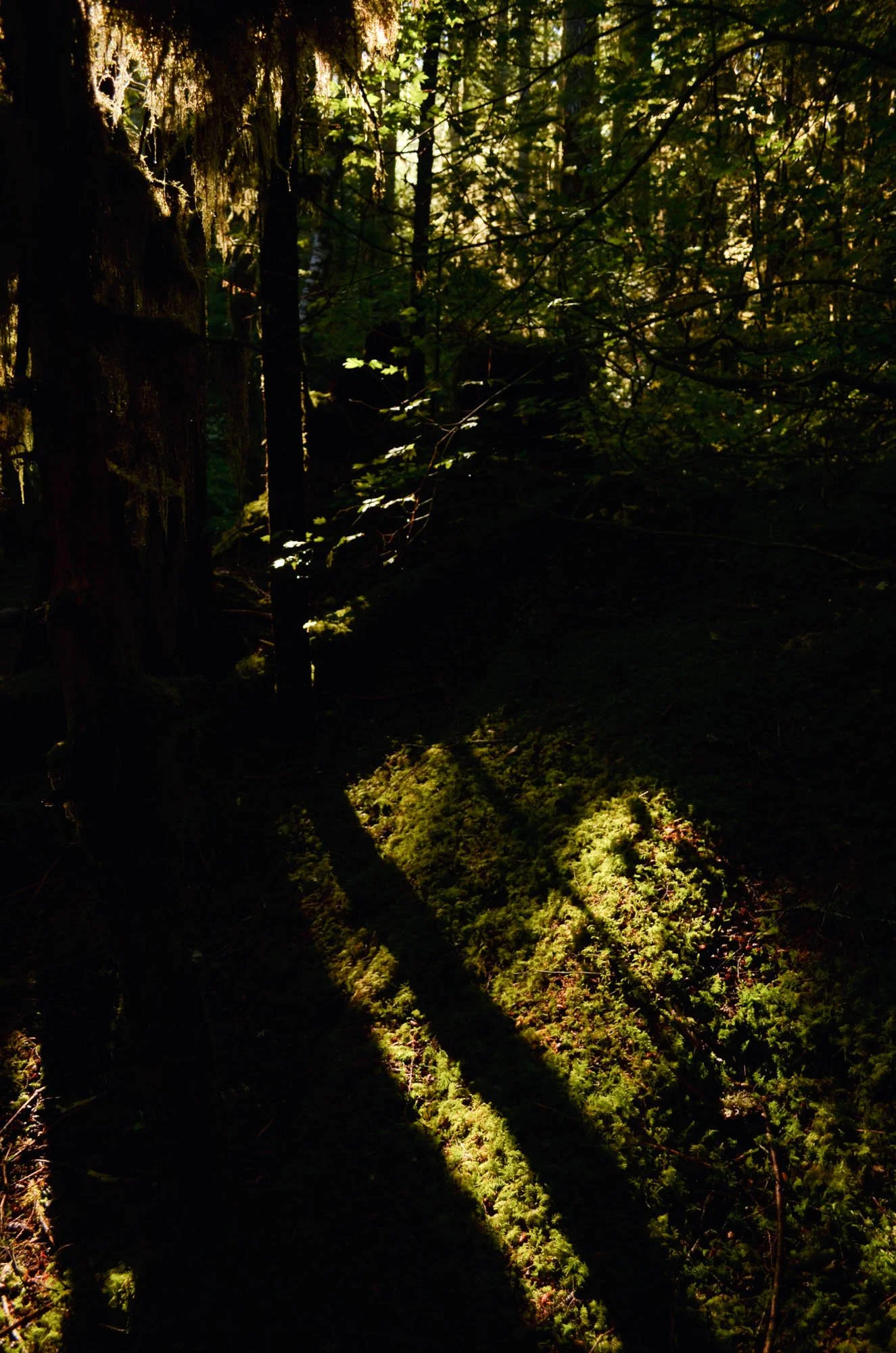 Opal-Creek-2013-111.JPG