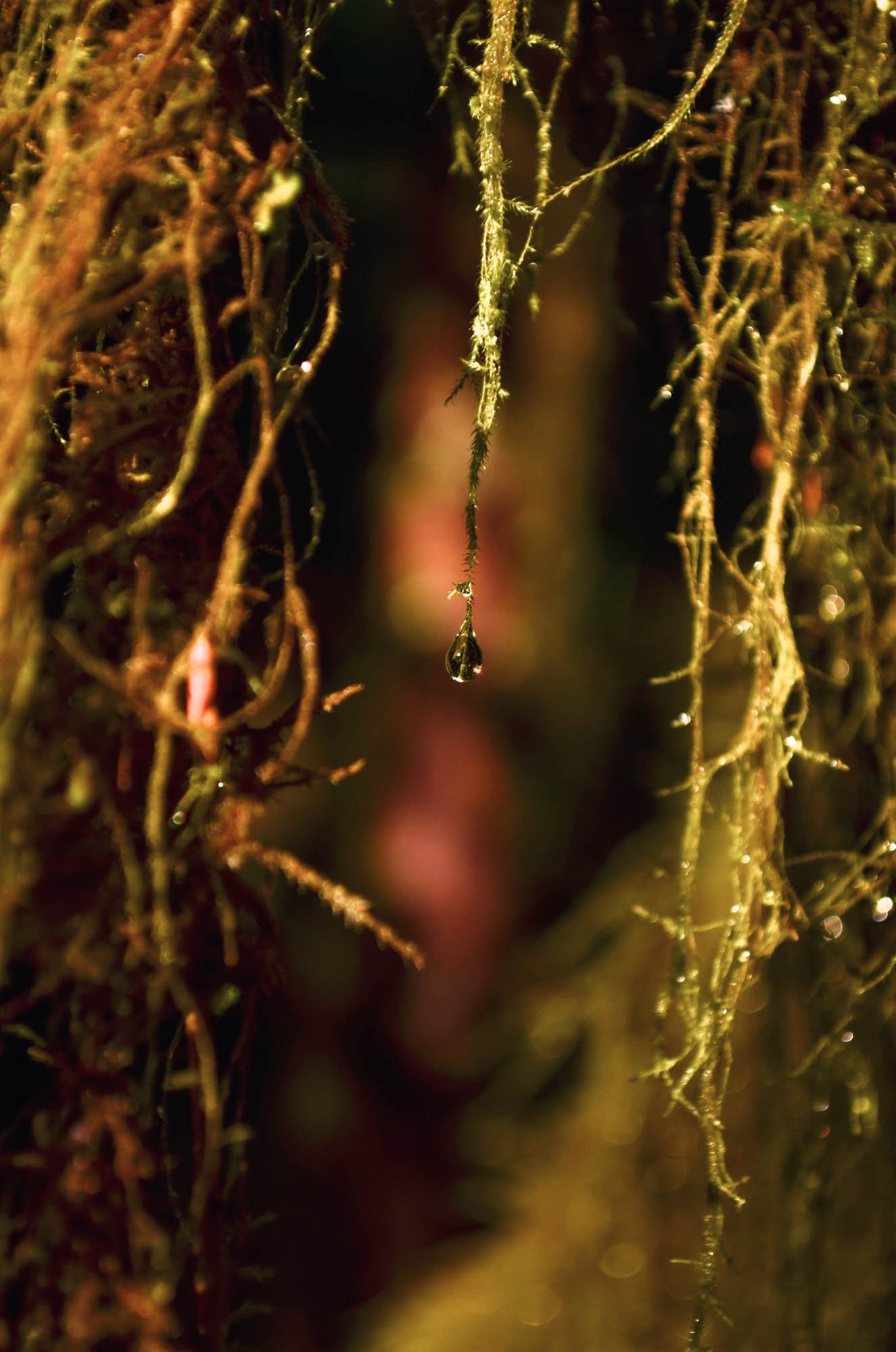 Opal-Creek-2013-113.JPG