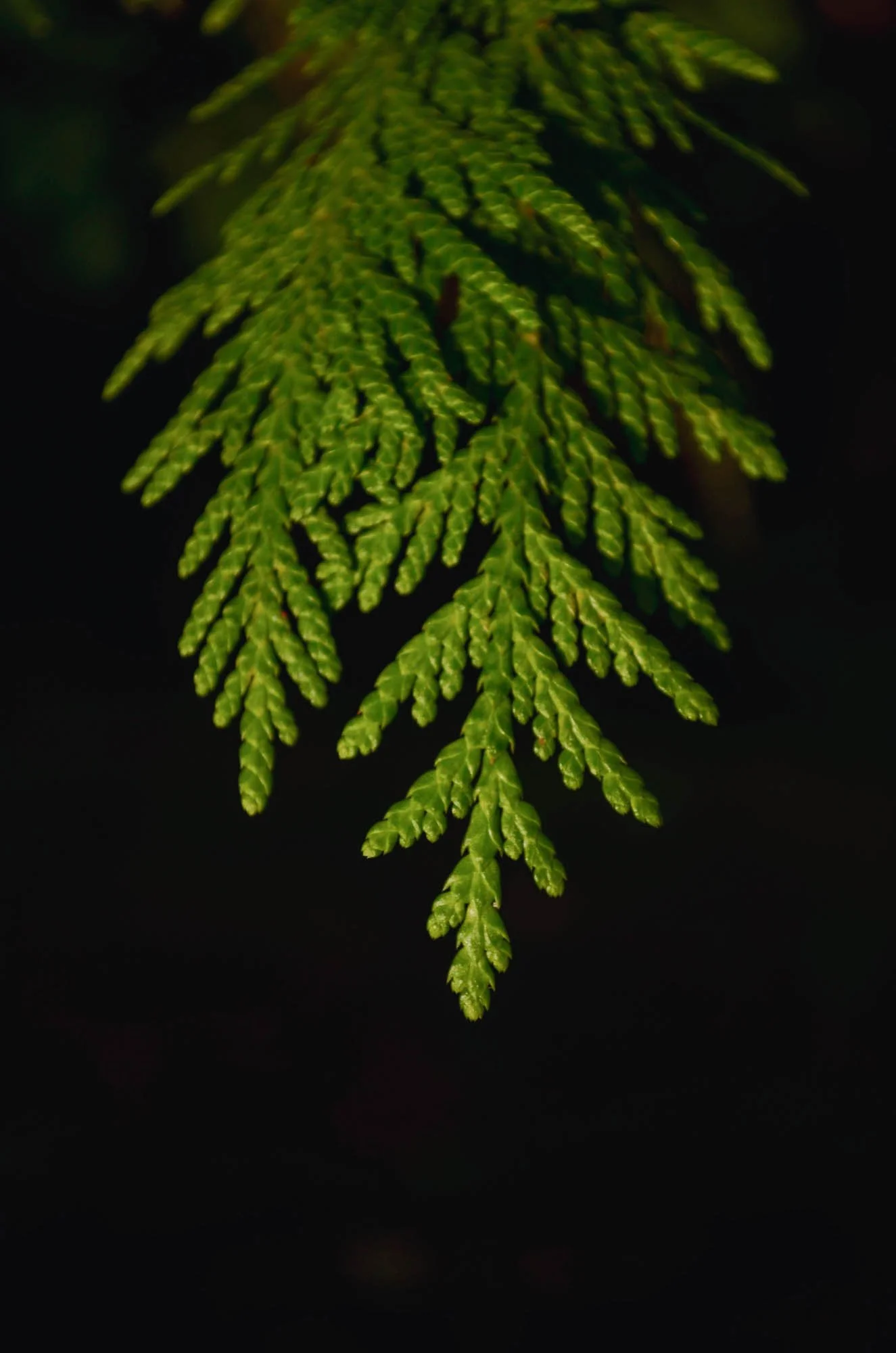 Opal-Creek-2013-120.JPG