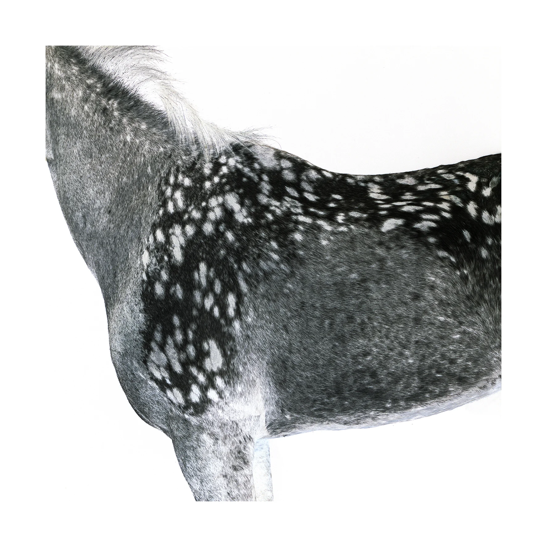 Royal Flight (negative).jpg