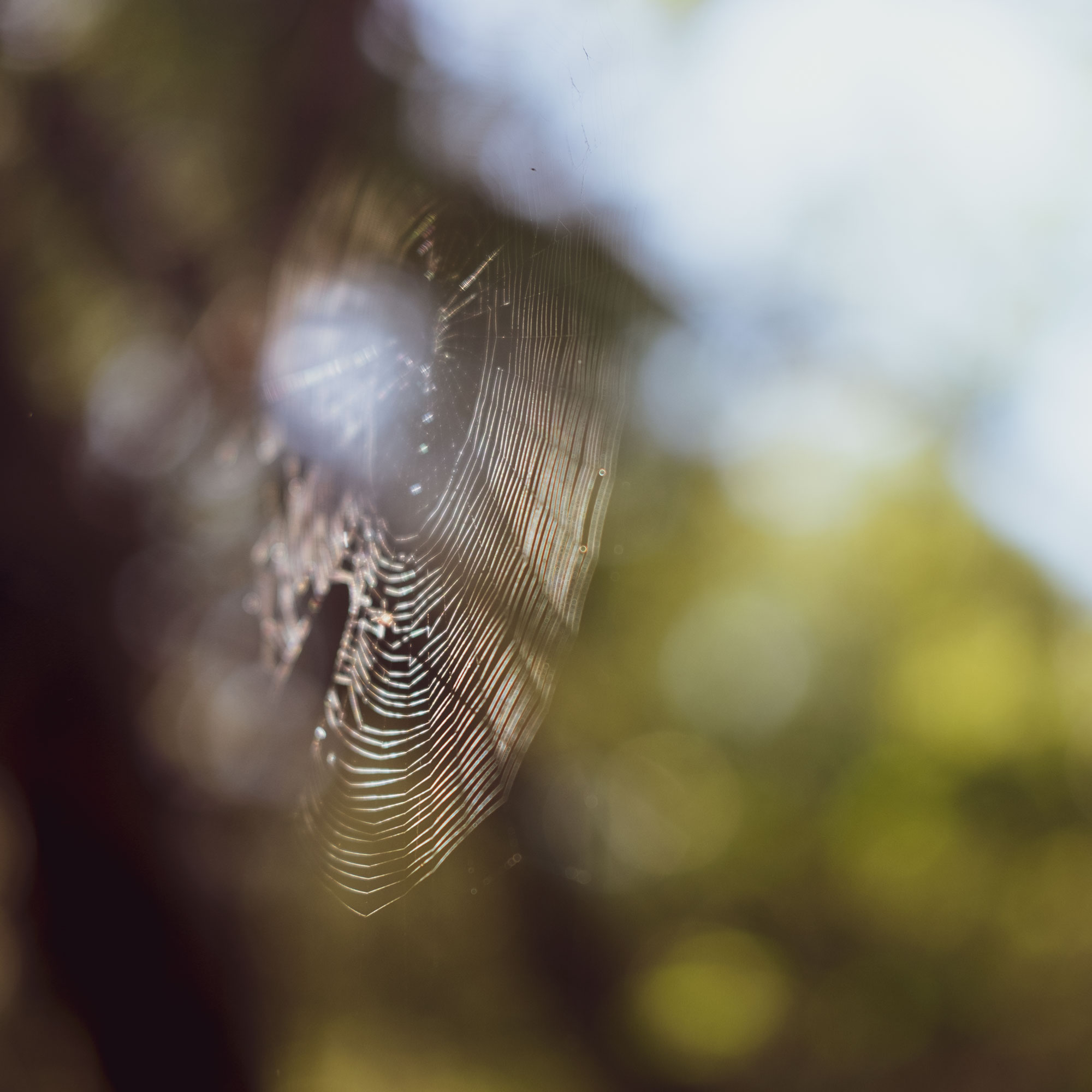 Morning Web