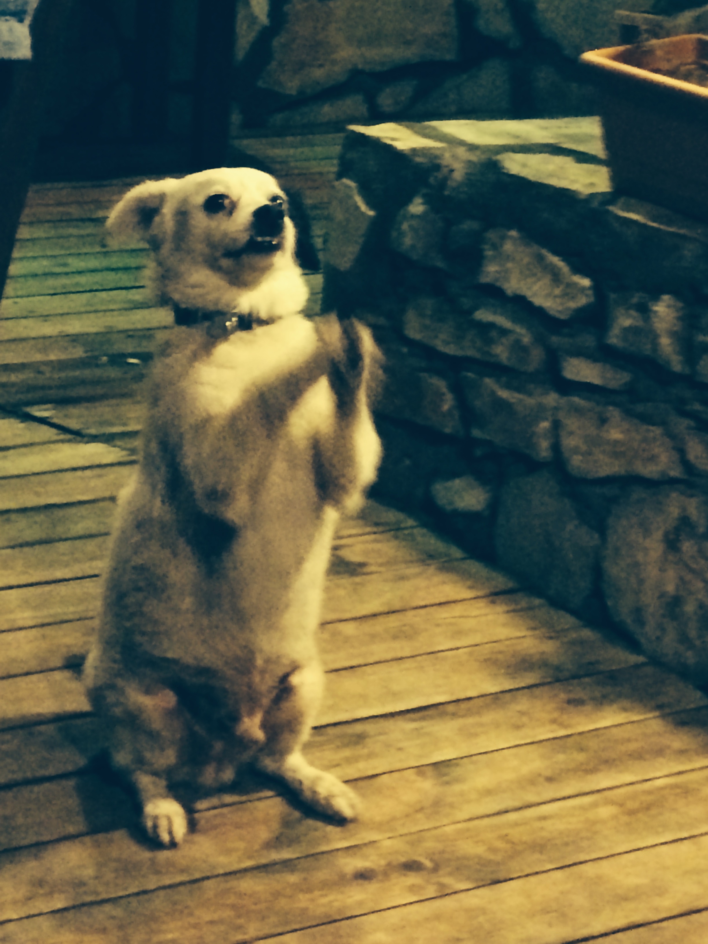 A dog dancing for food at one of restaurants by the lake