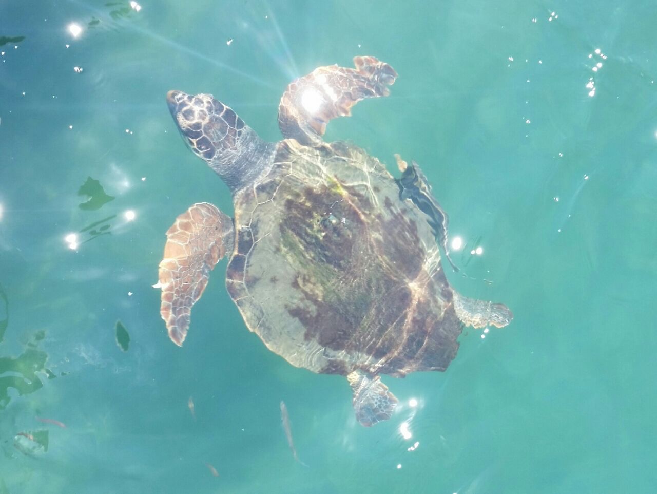 Turtle near the surface in the clear sea