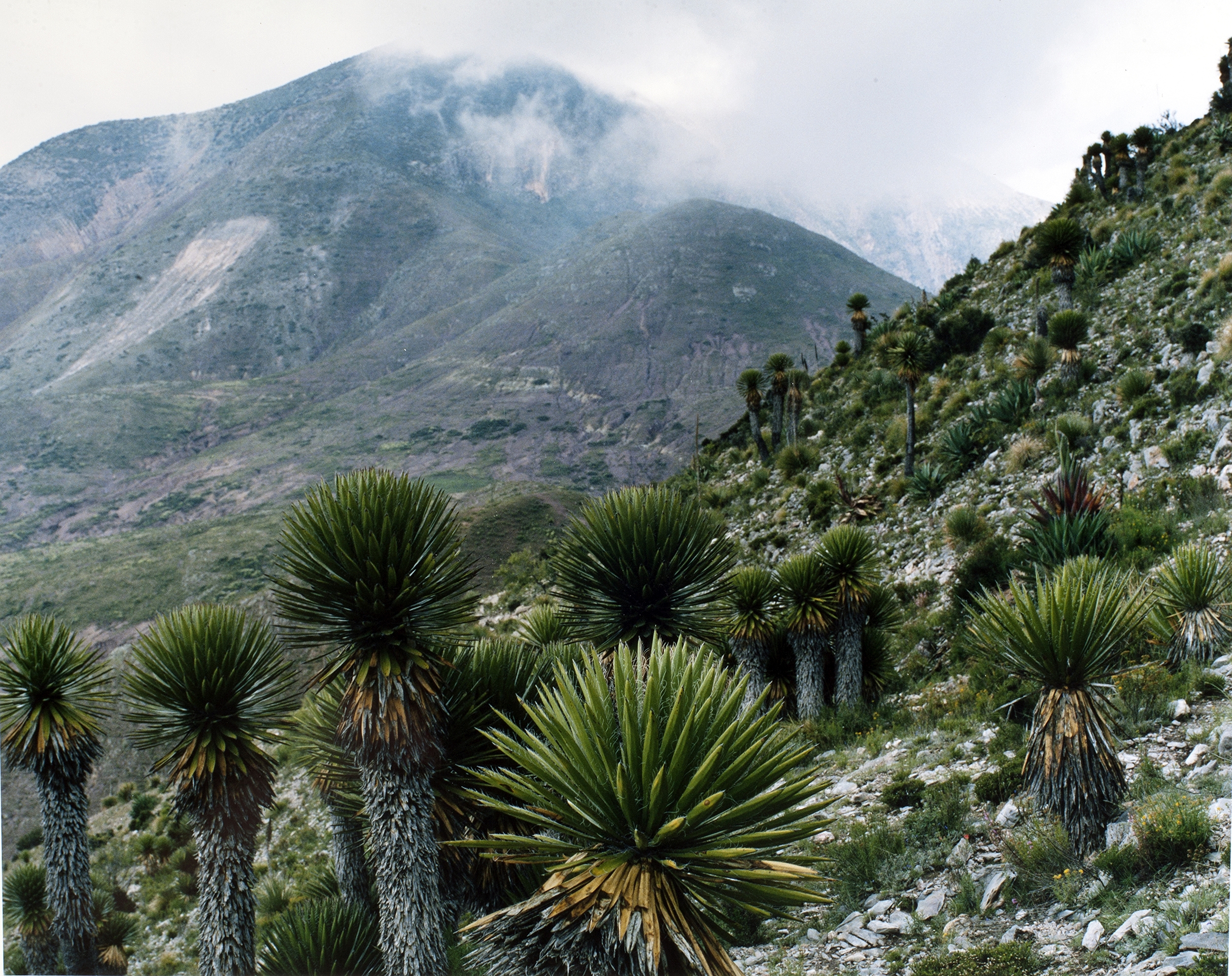 Sierra Madre Occidental