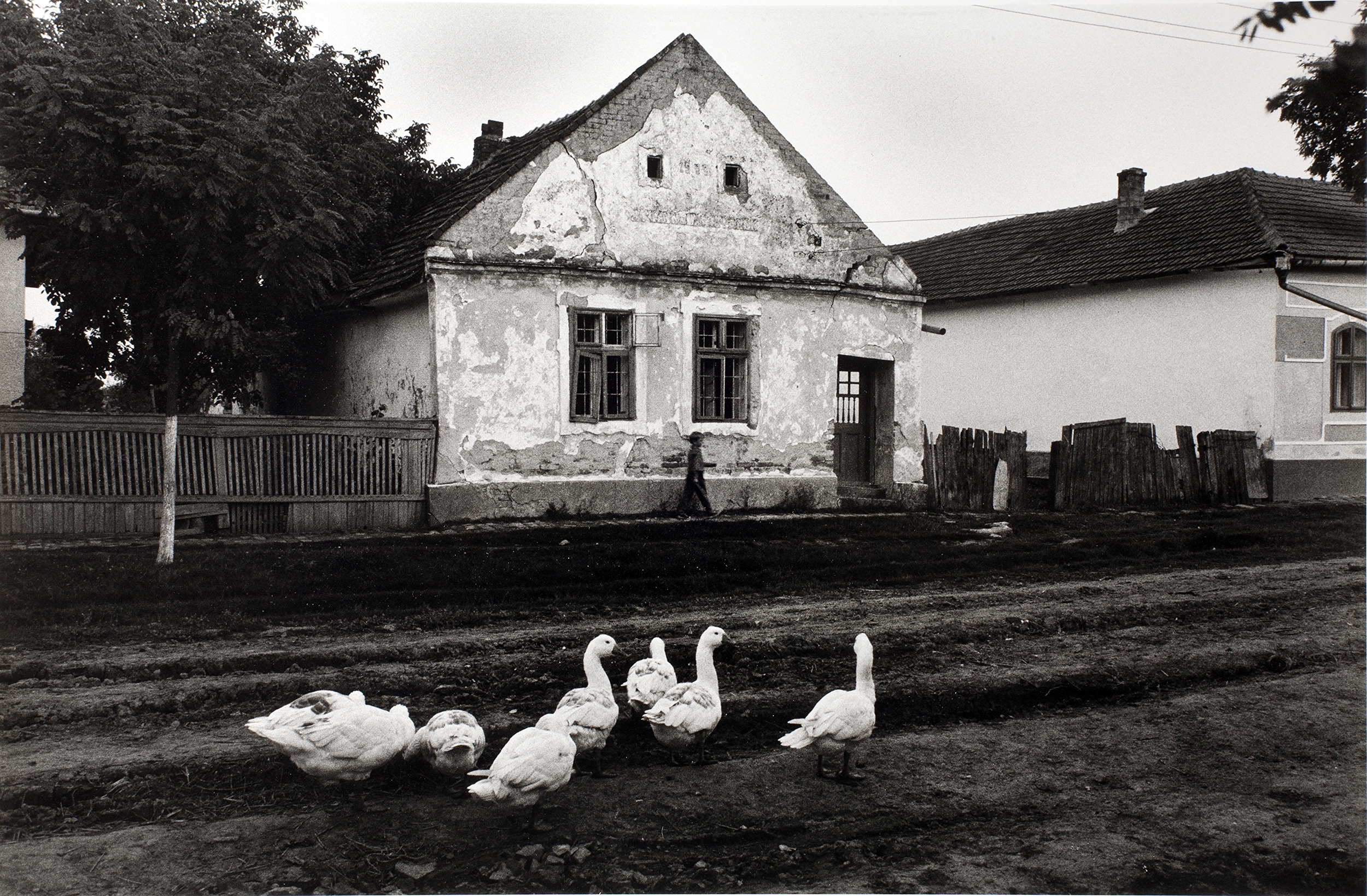 Banat,  near Timisoara, 1988