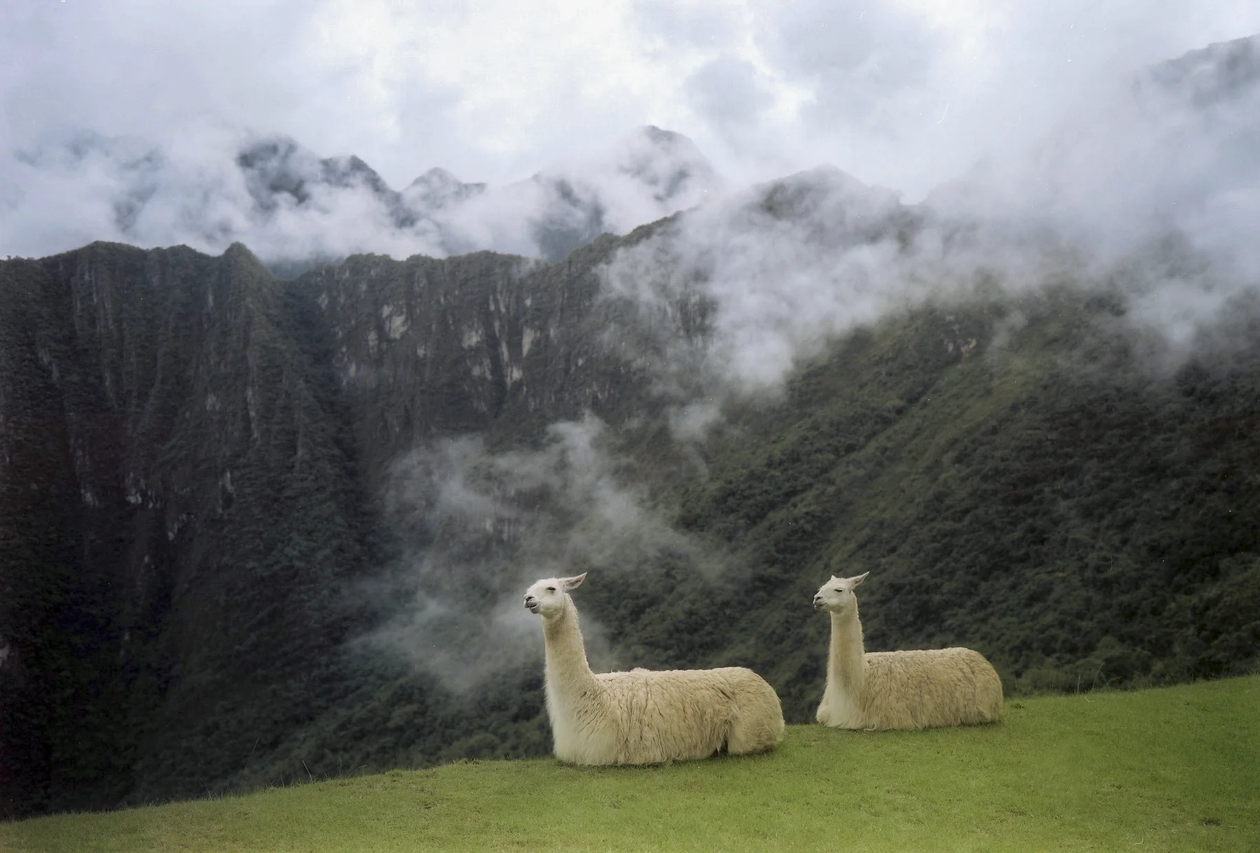 The Lamas of Machu Pichu, Peru
