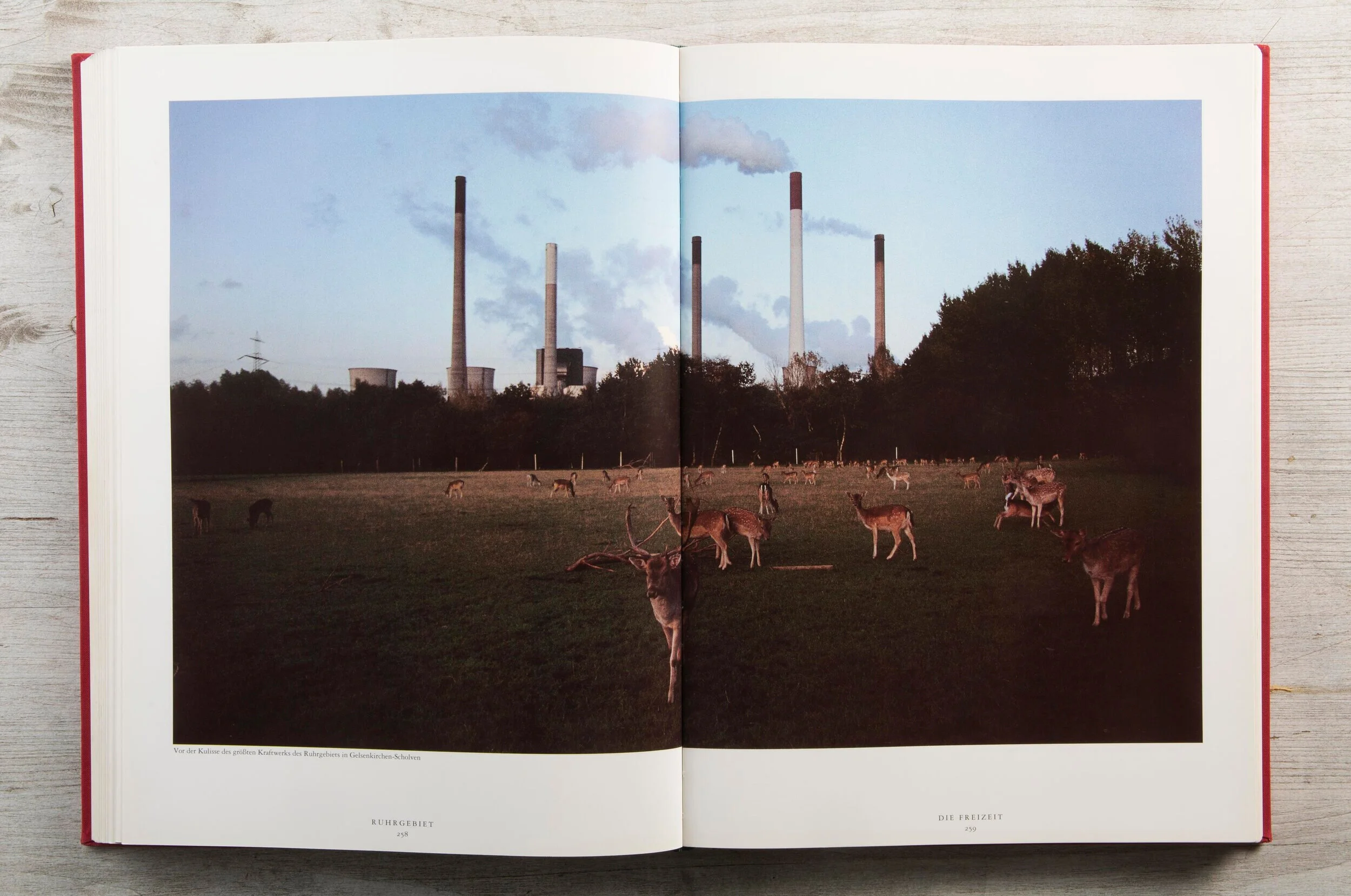 Deers in vicinity of a power plant, Gelsenkirchen-Scholven