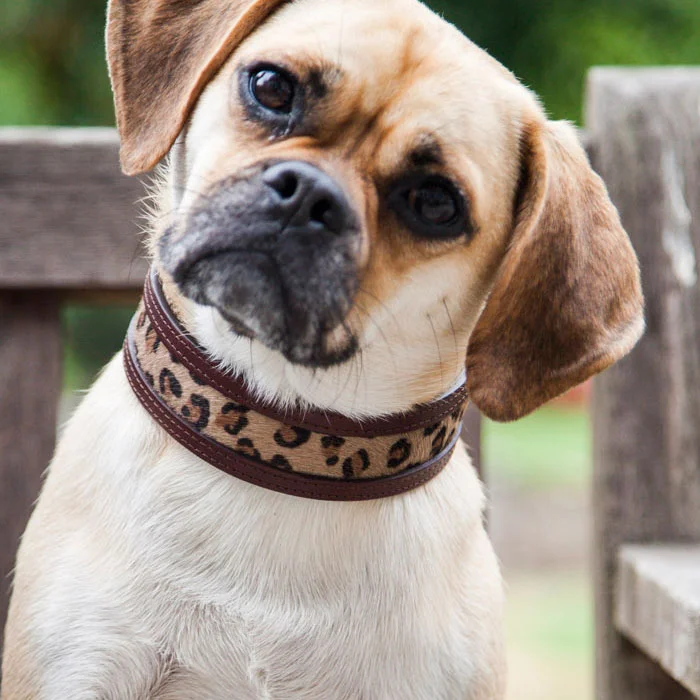 Bark Collars Alice Foxx Leopard
