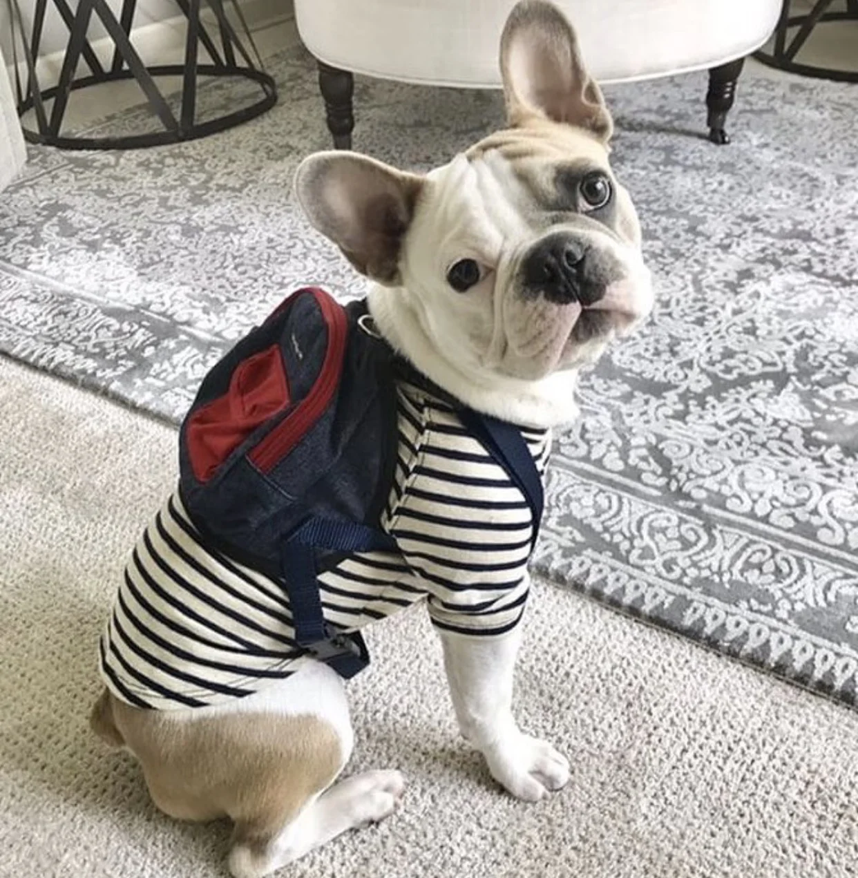 mini backpack for dogs