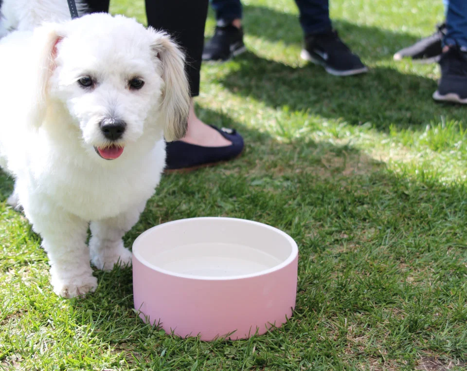 self cooling dog water bowl