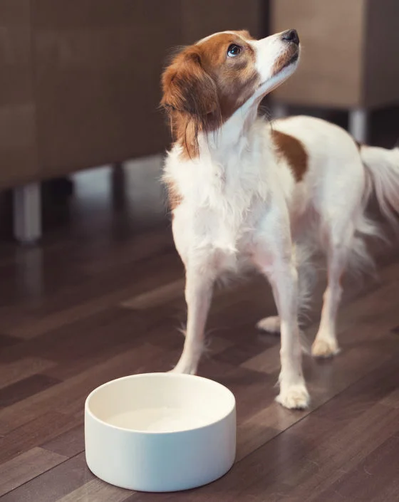 self cooling dog water bowl