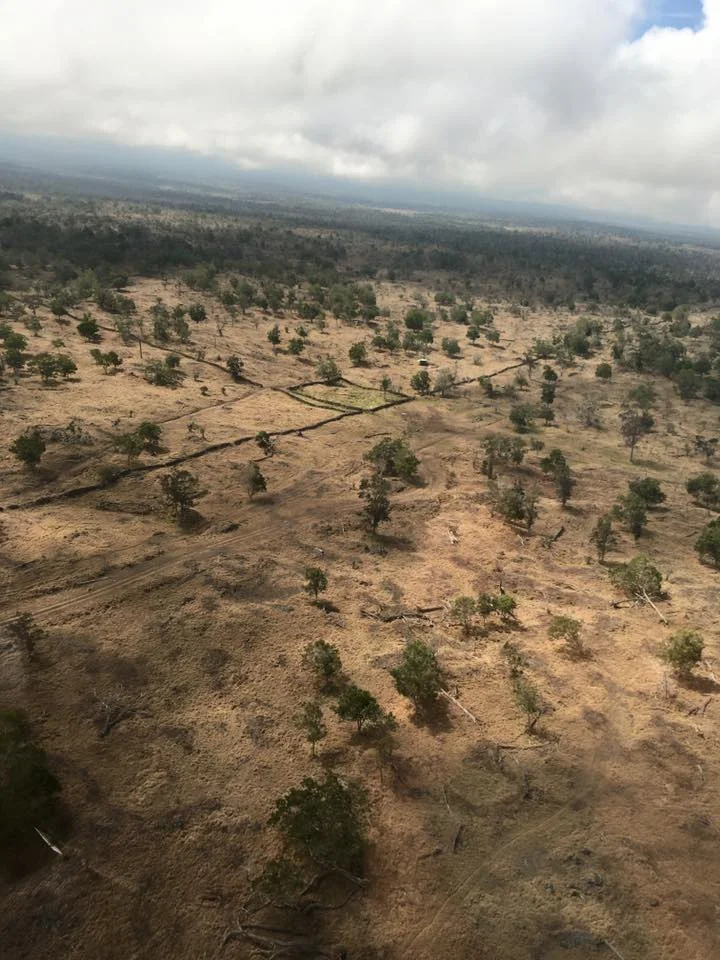Approaching the farm by helicopter, you can see the damage of ungulate grazing over the past 1 1/2 centuries. Reforestation of the Sandalwood trees and their symbiotic tree counterparts are of top priority. Thanks to the support of YL, Gary, and the market we provide, THIS IS HAPPENING.