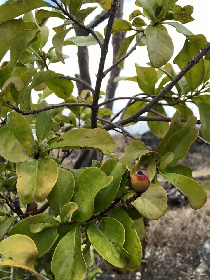 Sandalwood seed ready to be picked. Rats love them too so we have competition!