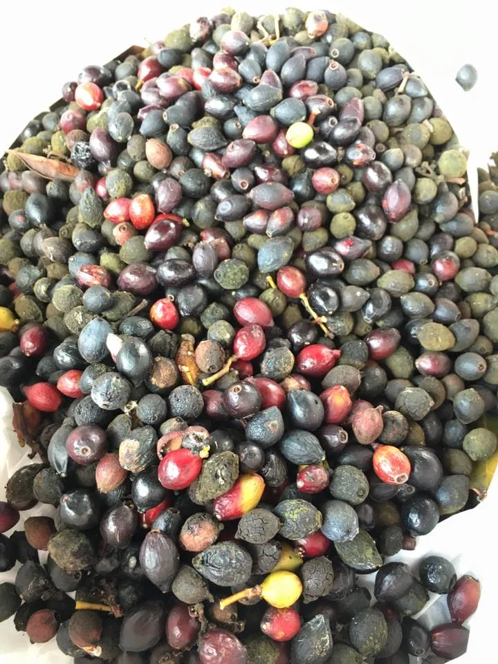 The mother load! Now on to soaking, snipping the end and soaking again before planting them.