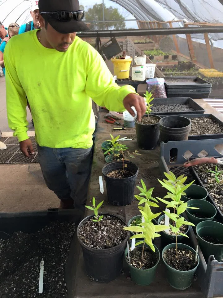 These Sandalwood starts are ready for their next-size pots.