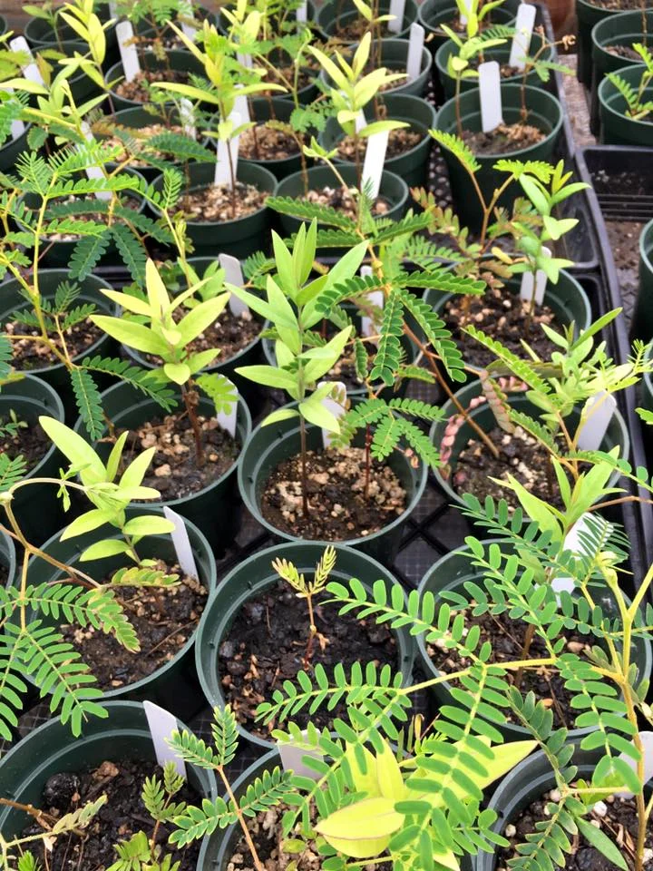 Therefore the Sandalwood and Koa trees are planted together from pots to the fields. They both love the high altitude and this farm is 5,000 ft above sea level.