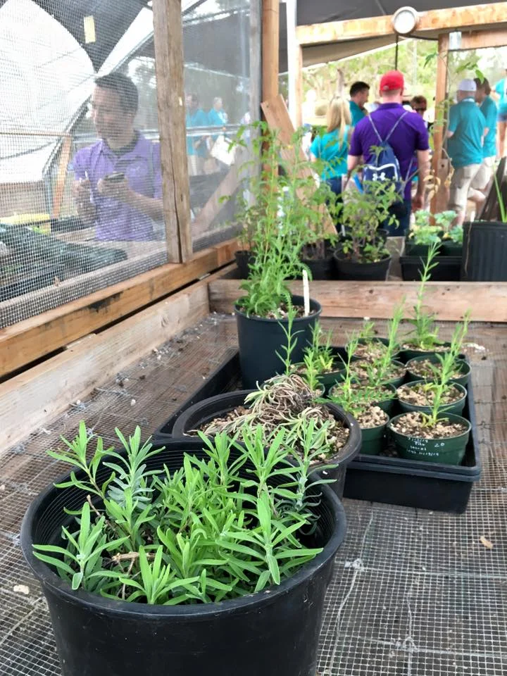And you know you can't go to a Young Living-supported farm and not see some lavender trying to be grown!