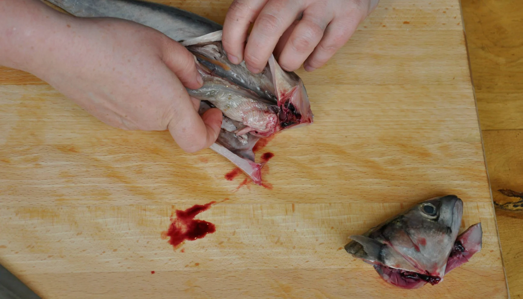 mackerel4.jpg