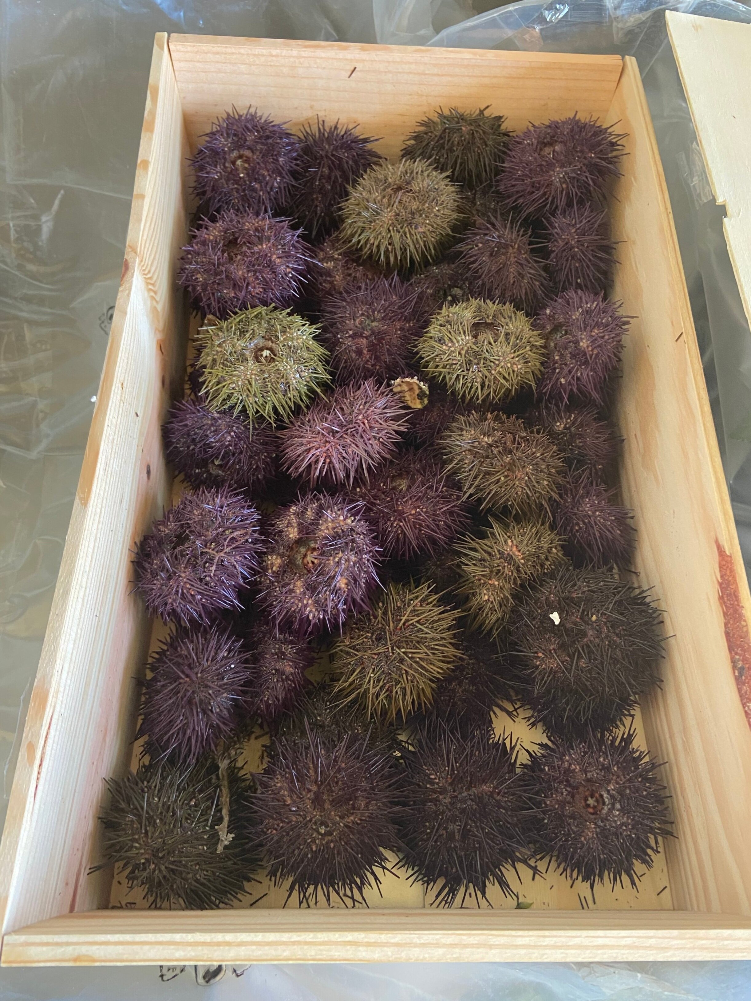 DIY Sea Urchin 