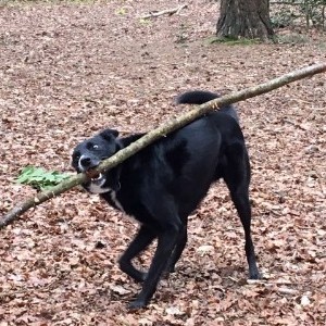dog with stick.JPG