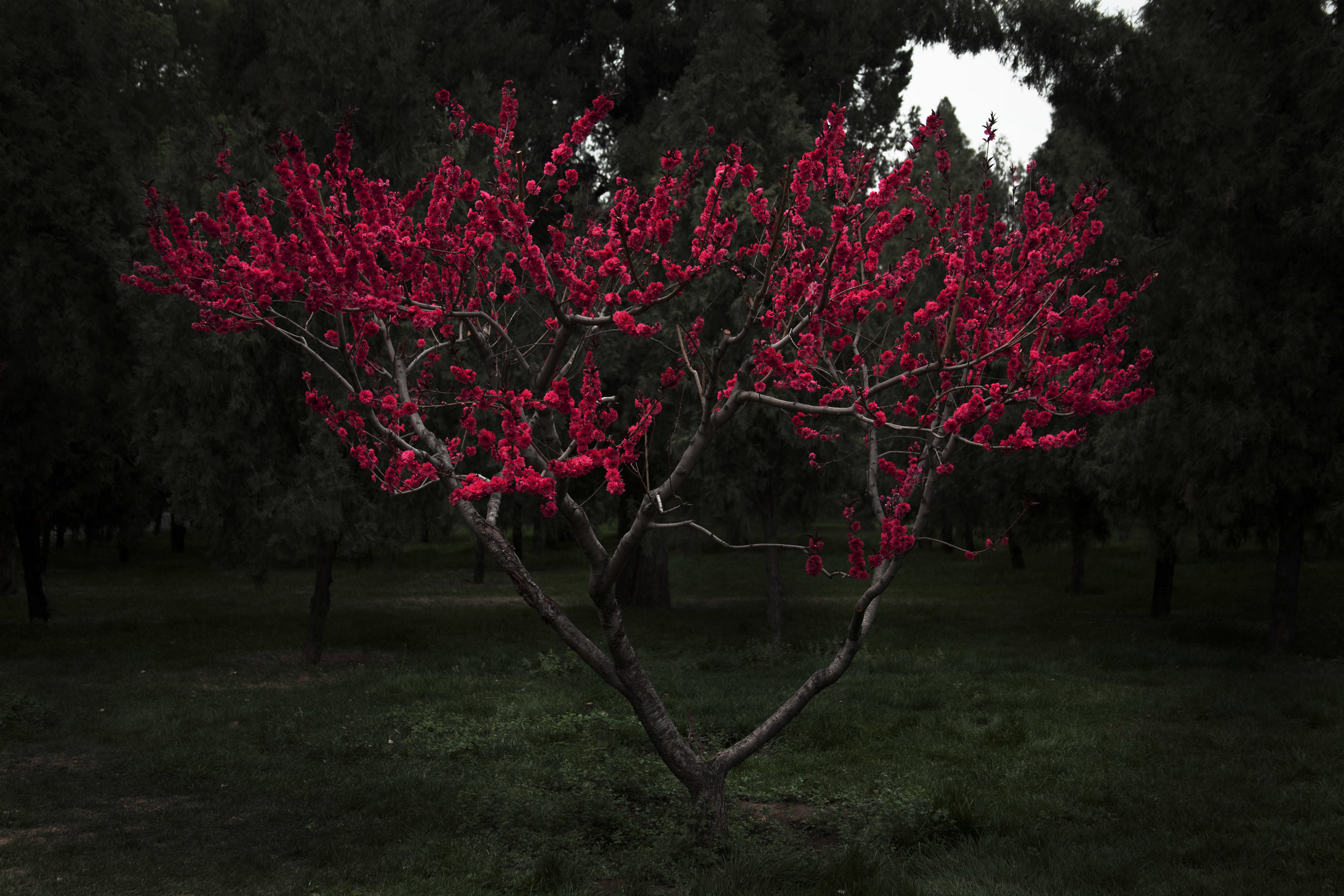 plum_tree.jpg