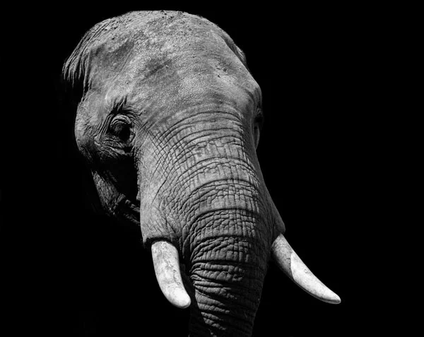 elephant-james-hammond.jpg