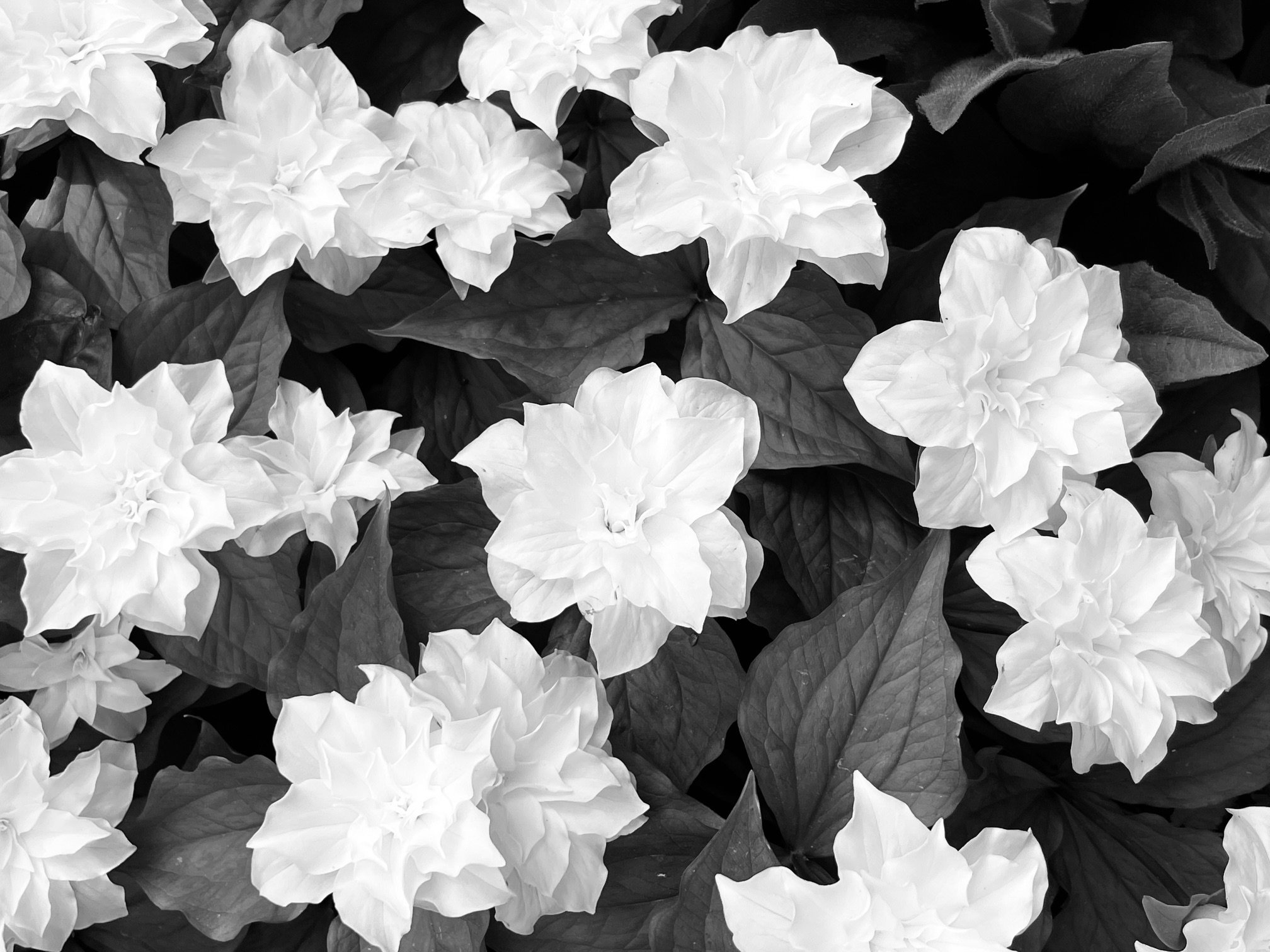 Blomster I SH.jpeg