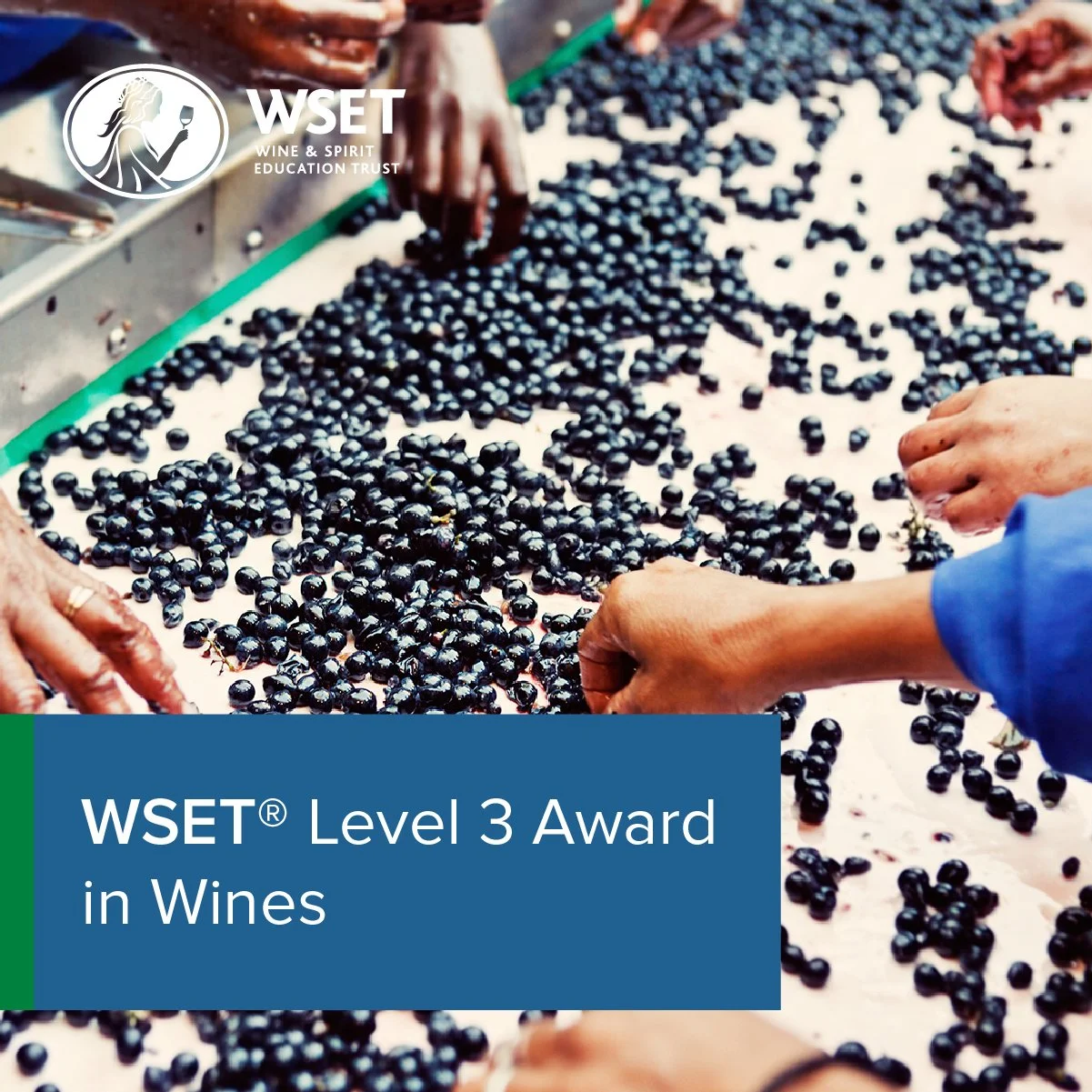 WSET Level 3 Award in Wines - English