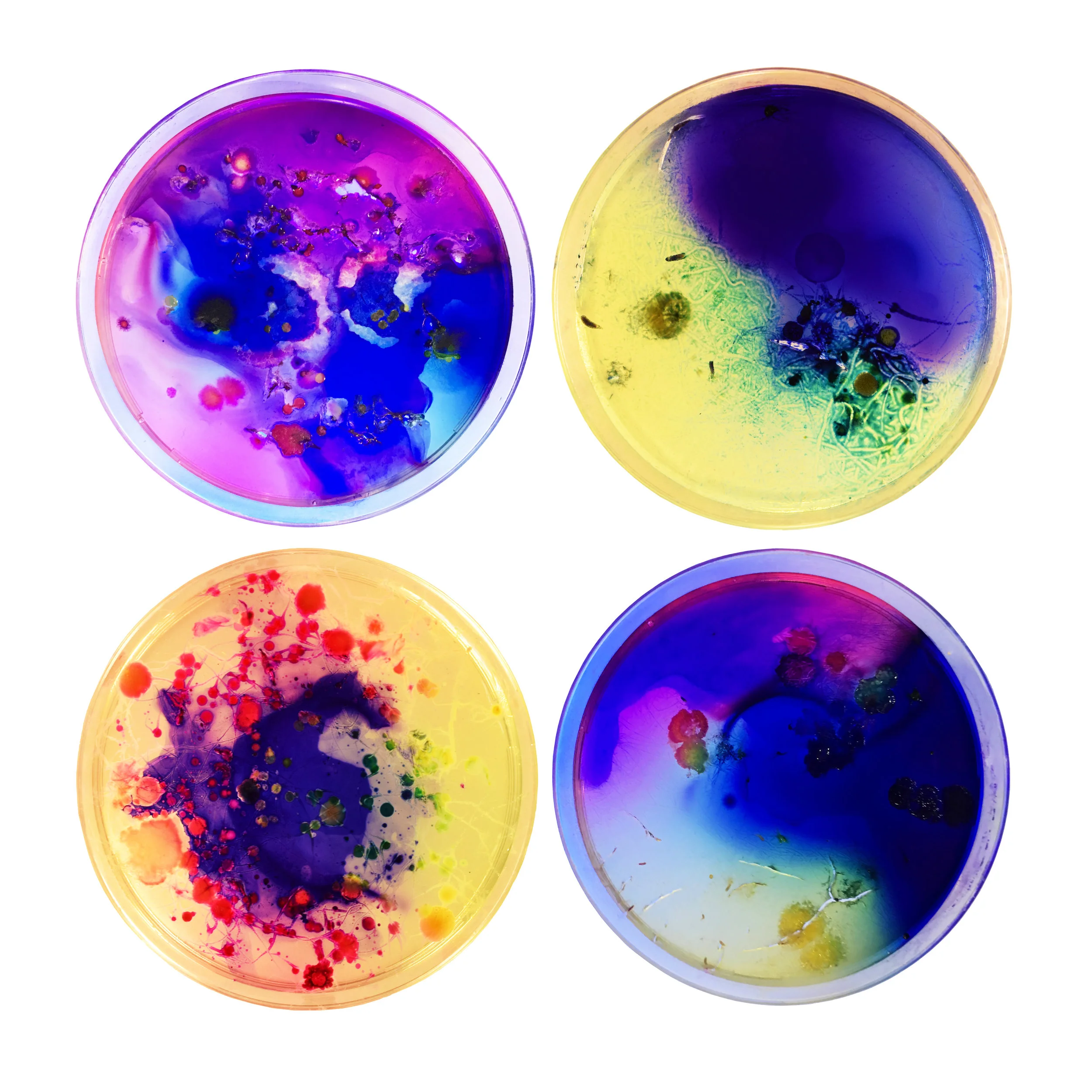 2017 Four 3" Petri Dishes Agar, Bacteria and Bacteria Stain