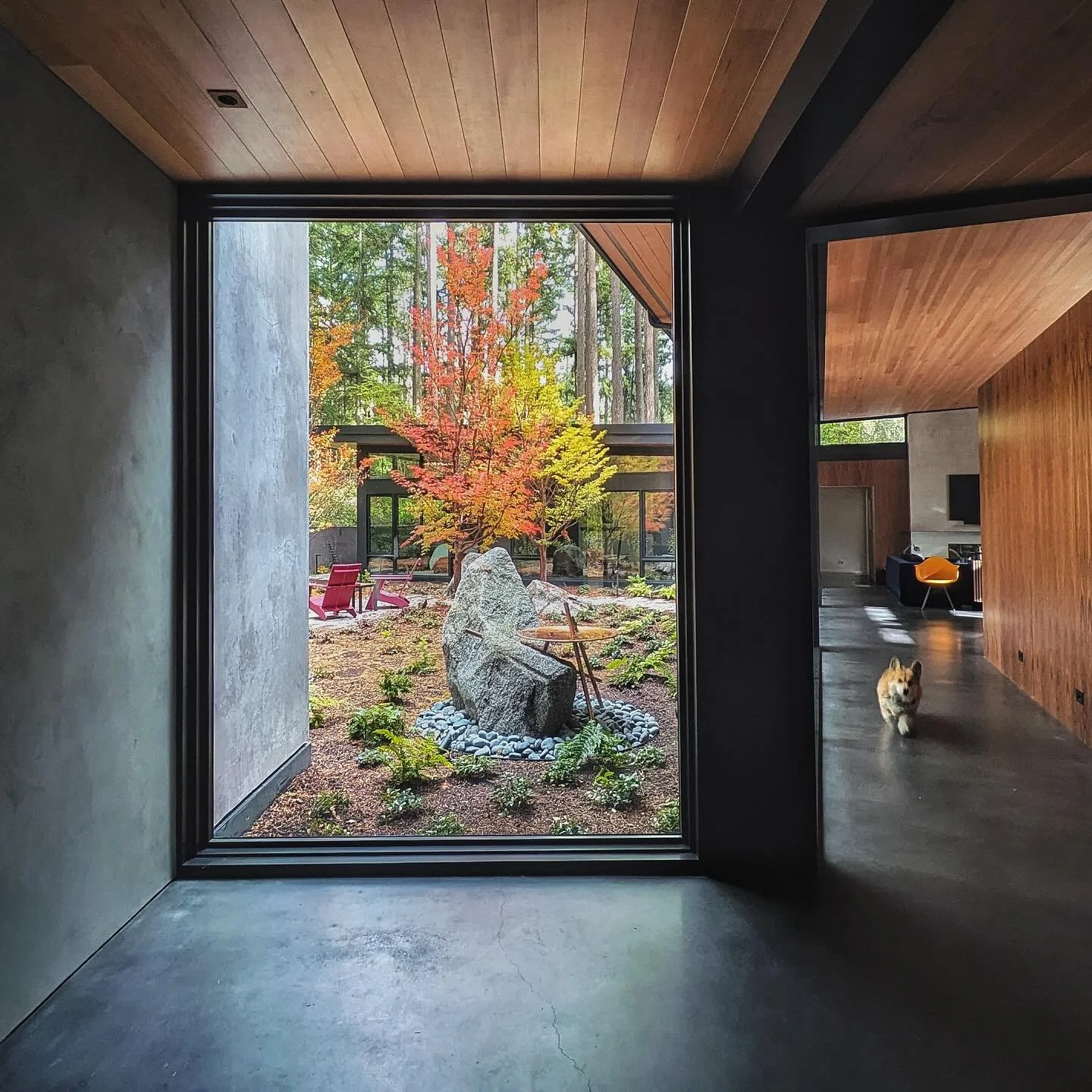 Flanked by full height glazing and an angular plaster wall that pierces through the home, the entry at our #MCT_ShadowglenHouse strategically frames the custom copper bird bath and courtyard beyond. Warm wood tones and contrasting concrete, anchored 