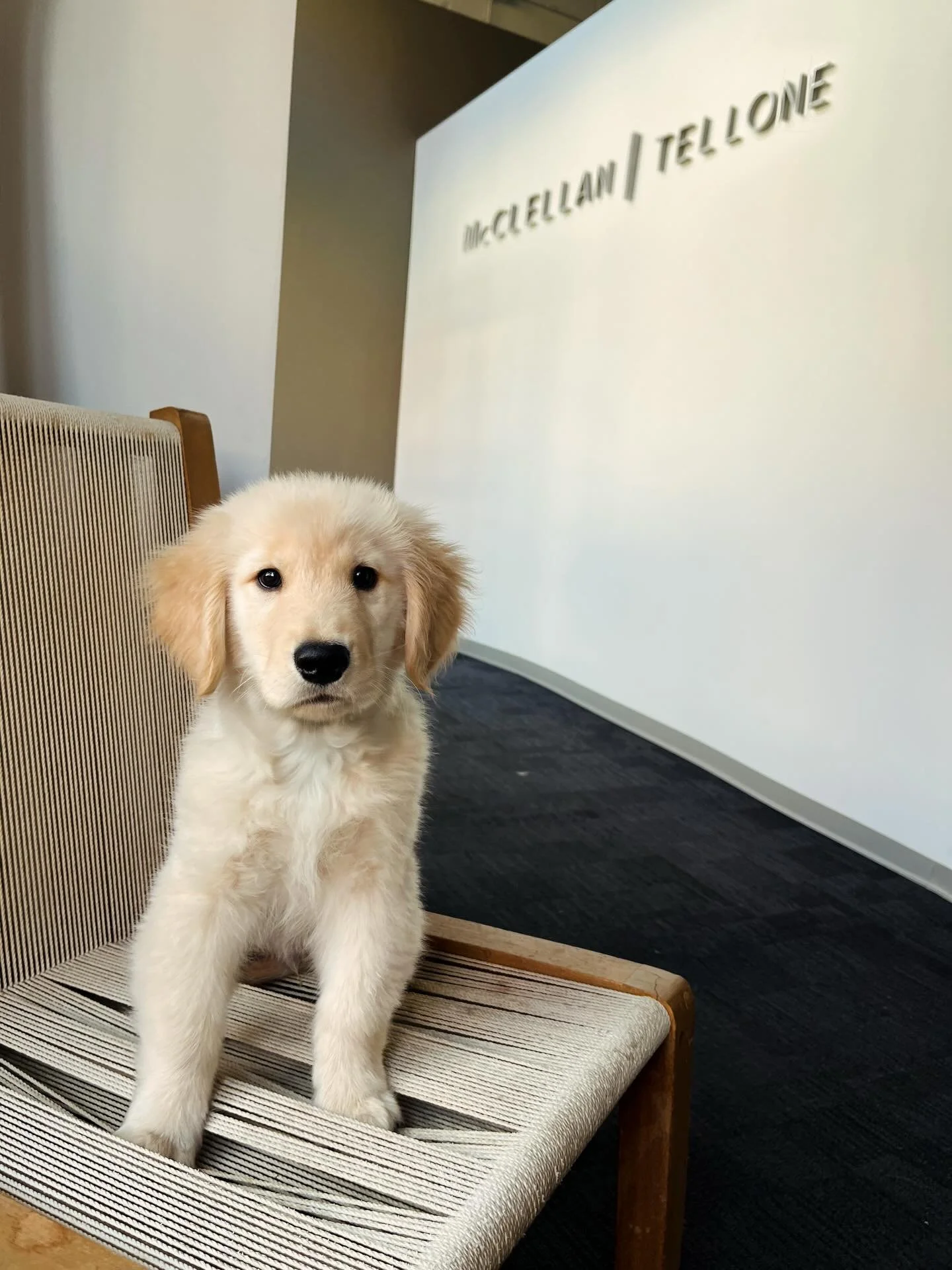 Interrupting our regularly scheduled design content to introduce&nbsp;#MCTarch&rsquo;s&nbsp;newest four-legged member of our office, Carl!&nbsp;
.
.
.
#Barkitect Carl Tellone, a native to the Pacific Northwest, joined the office this winter at ju