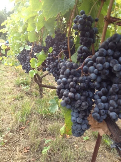 Nearly ripe grapes, prior to harvest.